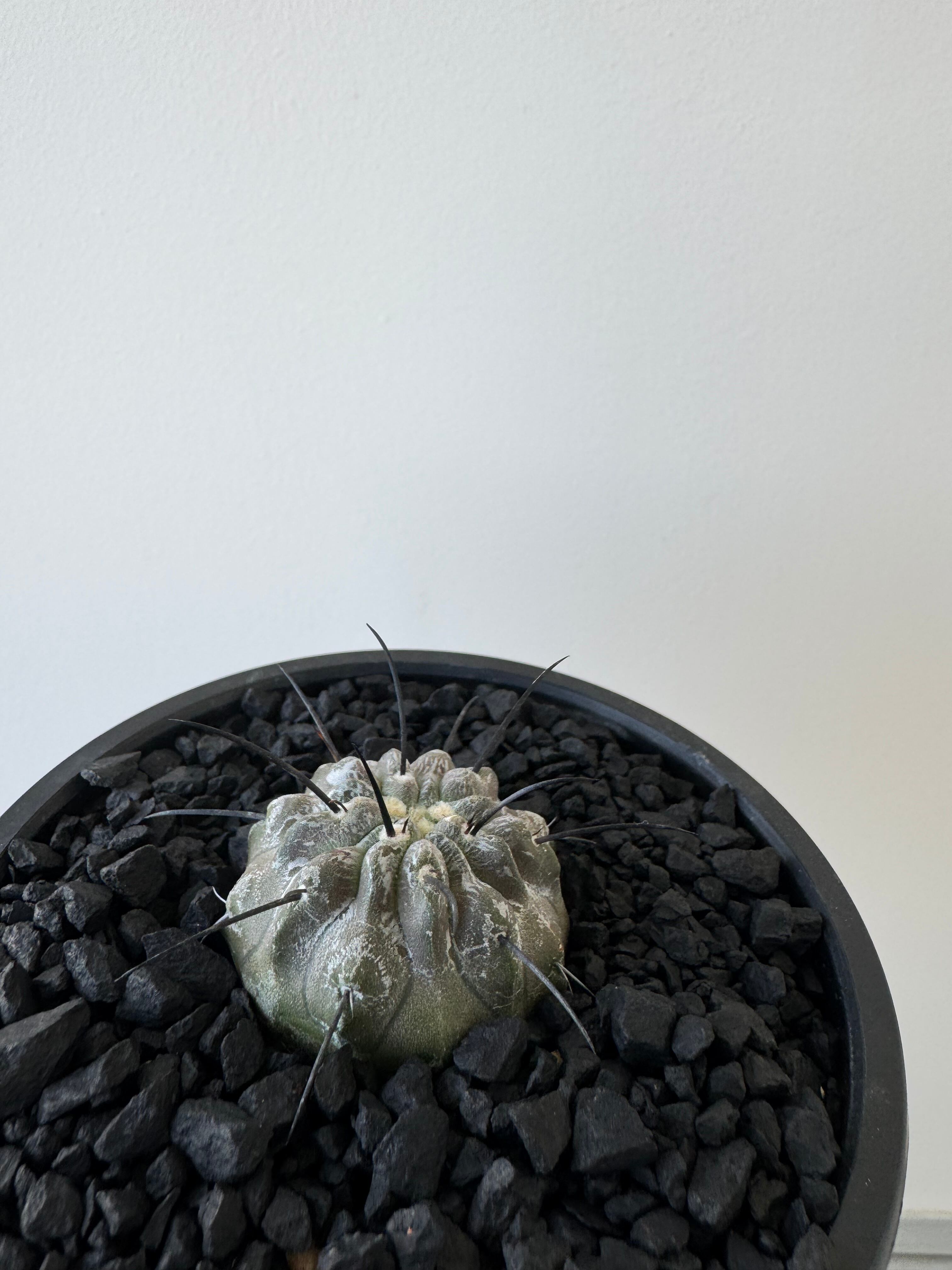 Coochabamba cactus 黒い鉢付き HACHI KAKU CACTUS - 聖新陶芸株式会社｜栽培キットの企画・製造・販売