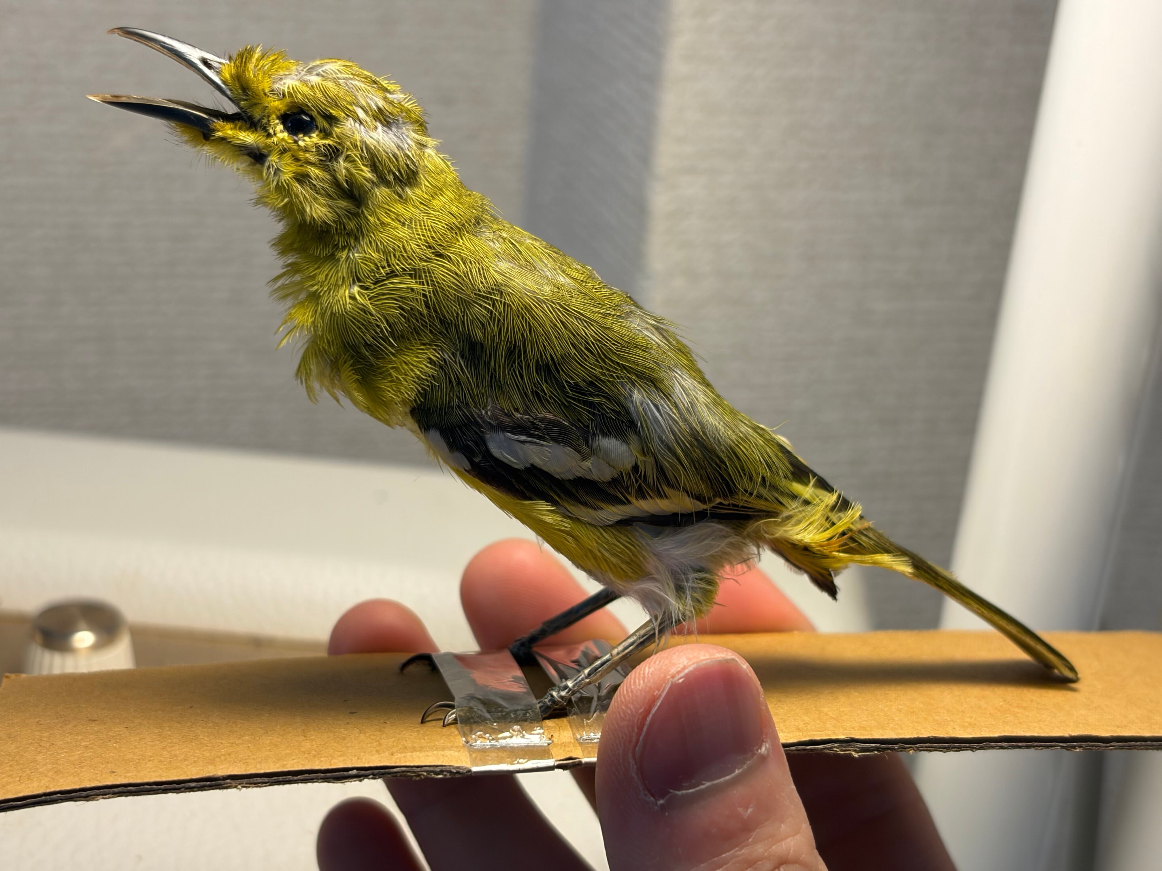 【鳥剥製】ヒメコノハドリ Common Iora 鳥 木彫り 野鳥 置物 鳥剥製】ヒメコノハドリ Common Iora 鳥 木彫り 野鳥 置物 インテリア