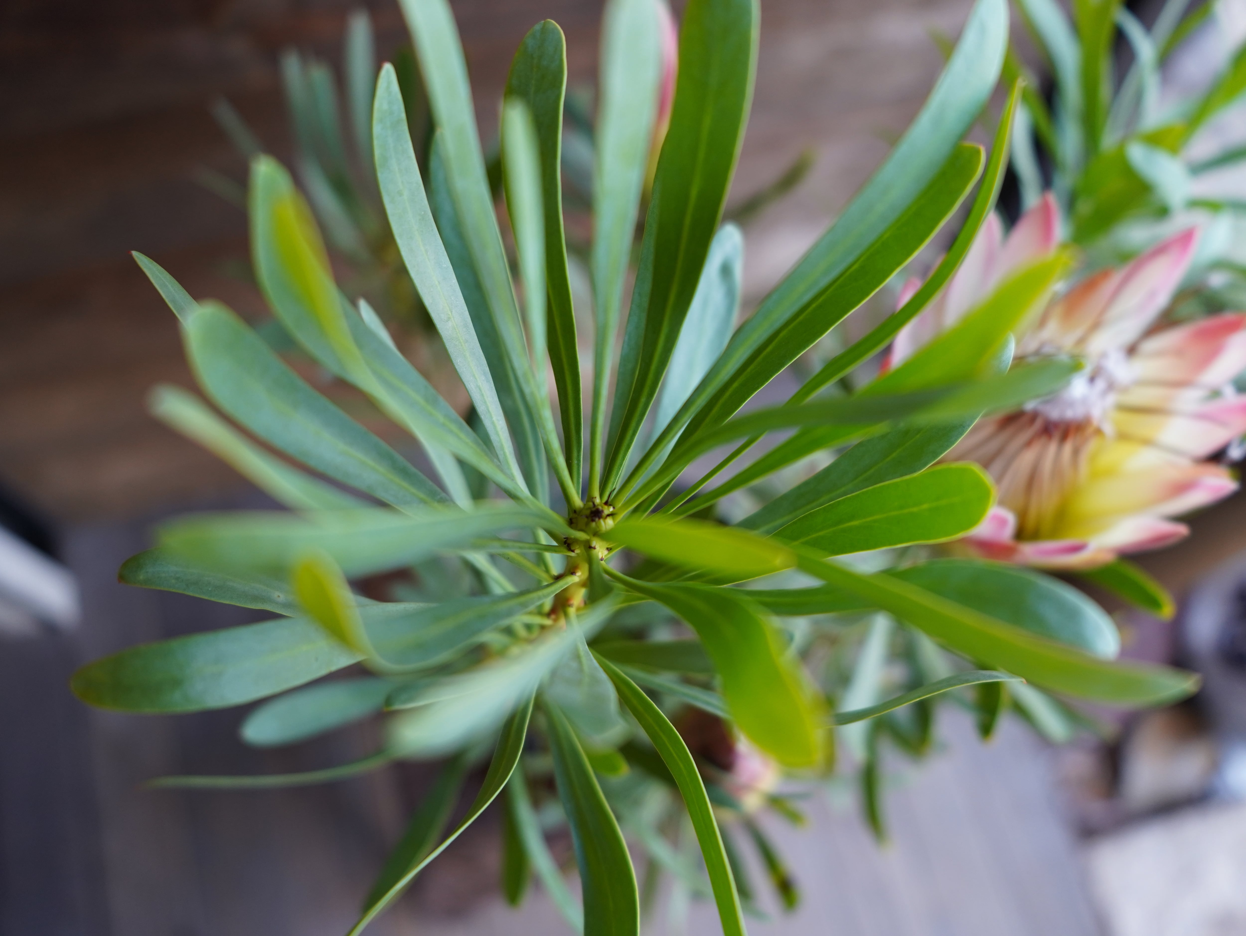 【現物】プロテア　”ルビーブラッシュ”　