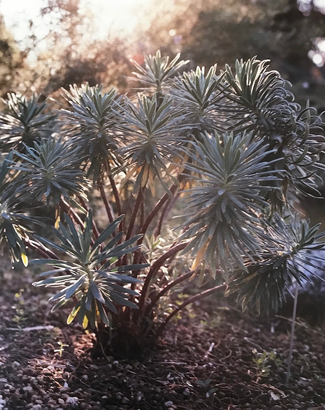 残間奈津子(写真）不明の植物　（西日・大四つサイズ　⑩）　