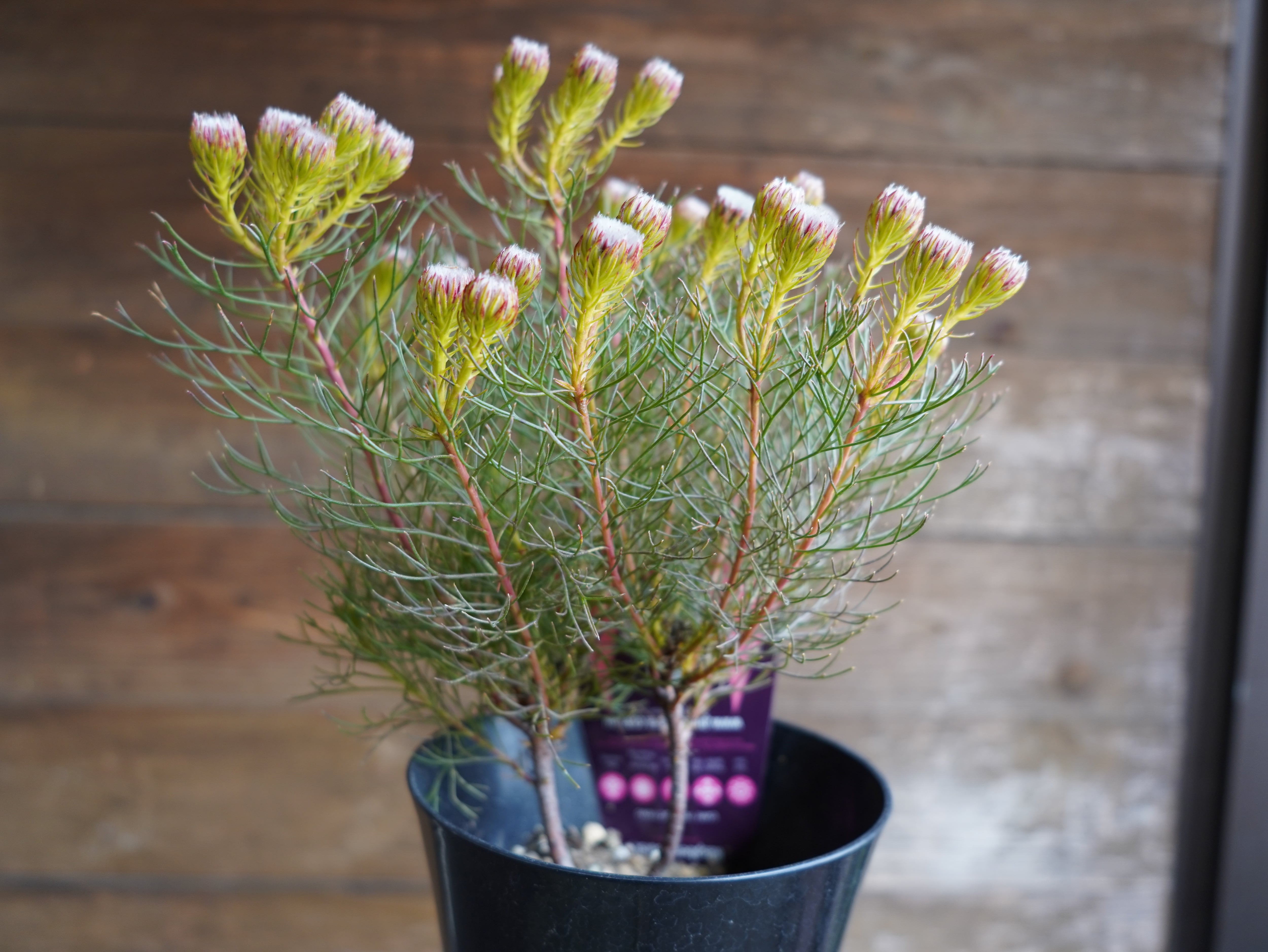 【現物】セルリア ”ラズベリーバースト” A