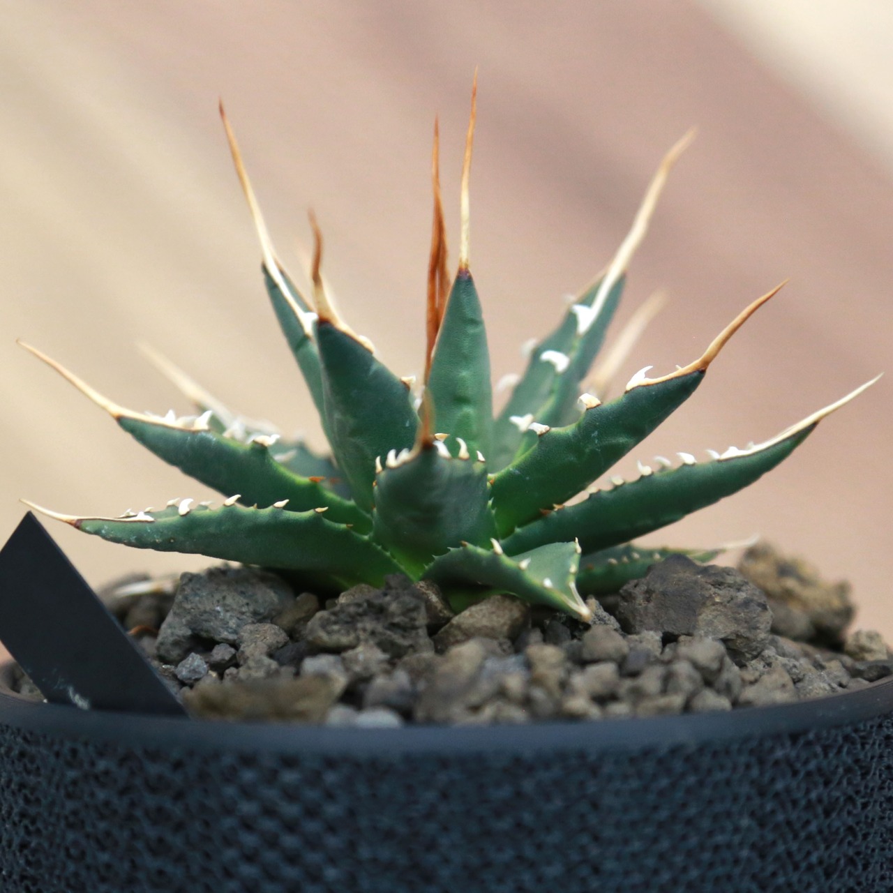 Agave utahensis eborispina アガベ エボリスピナ（実生3年） / 中株(3.5号鉢)/Lot.002