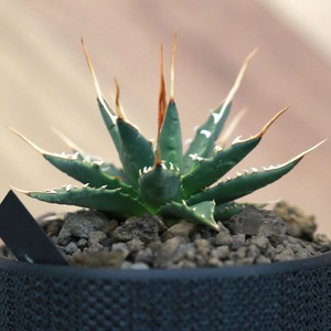 Agave utahensis eborispina アガベ エボリスピナ（実生3年） / 中株(3.5号鉢)/Lot.002
