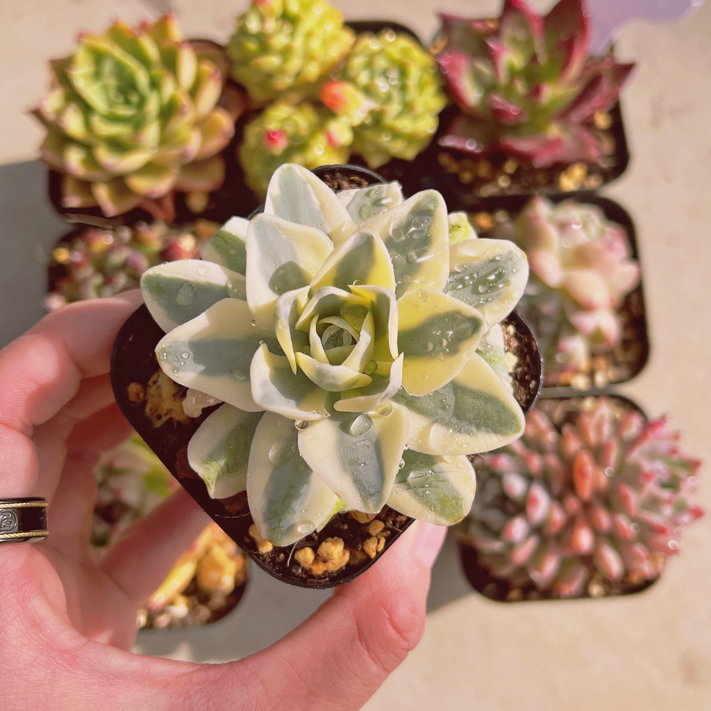 セットK(るる農園base販売会)