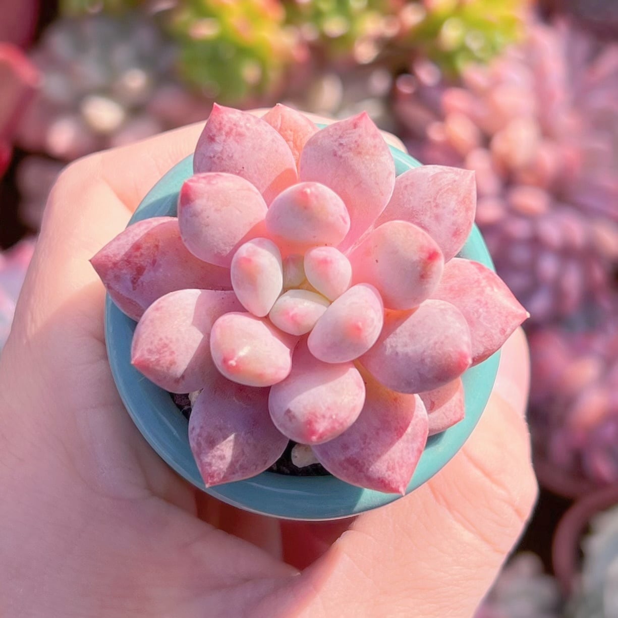 多肉植物　Sweet Candy   新入荷　るる農園