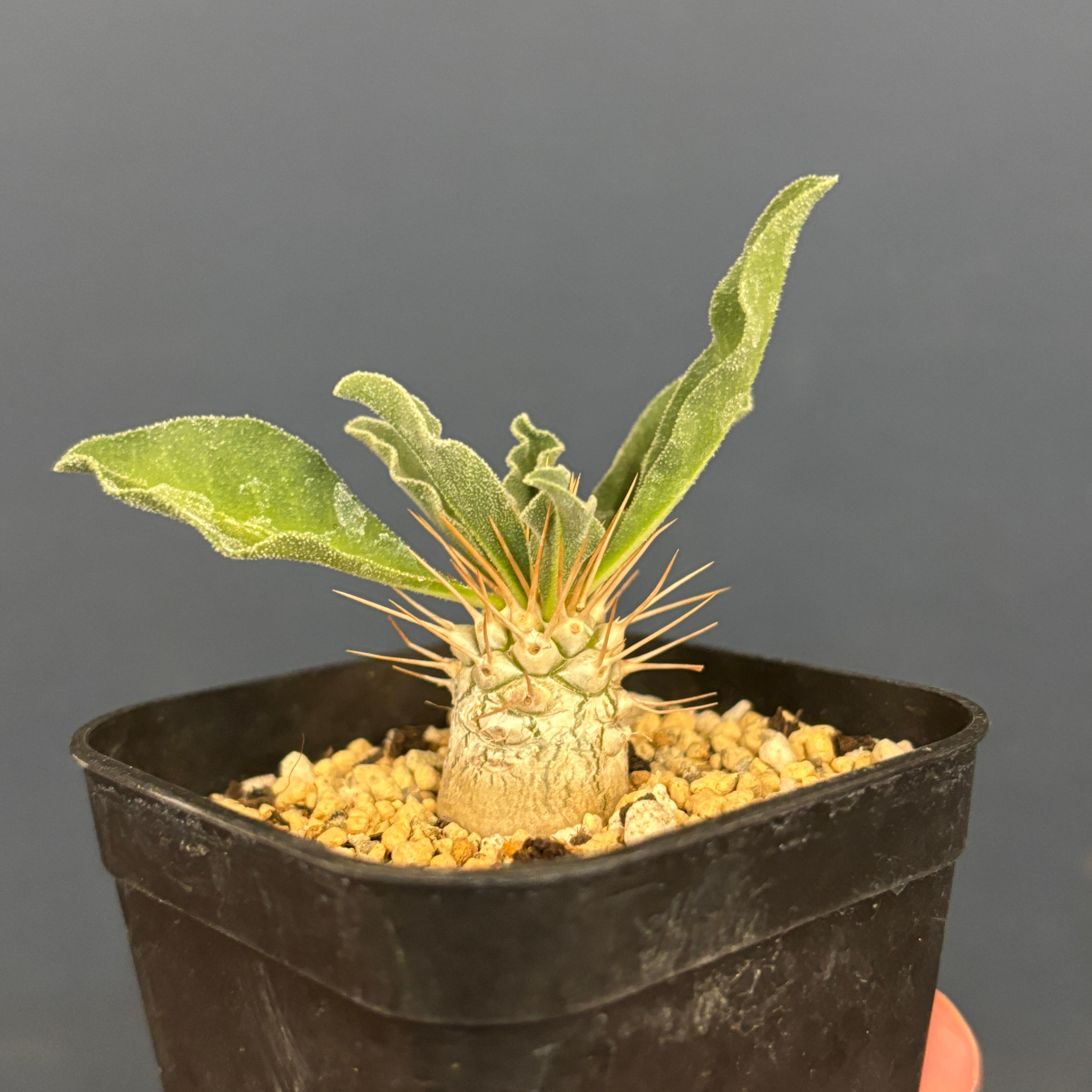 パキポディウム ナマクアナム　光堂　接ぎ木 パキポディウム ナマクアナム（光堂）の屋内飼育の様子