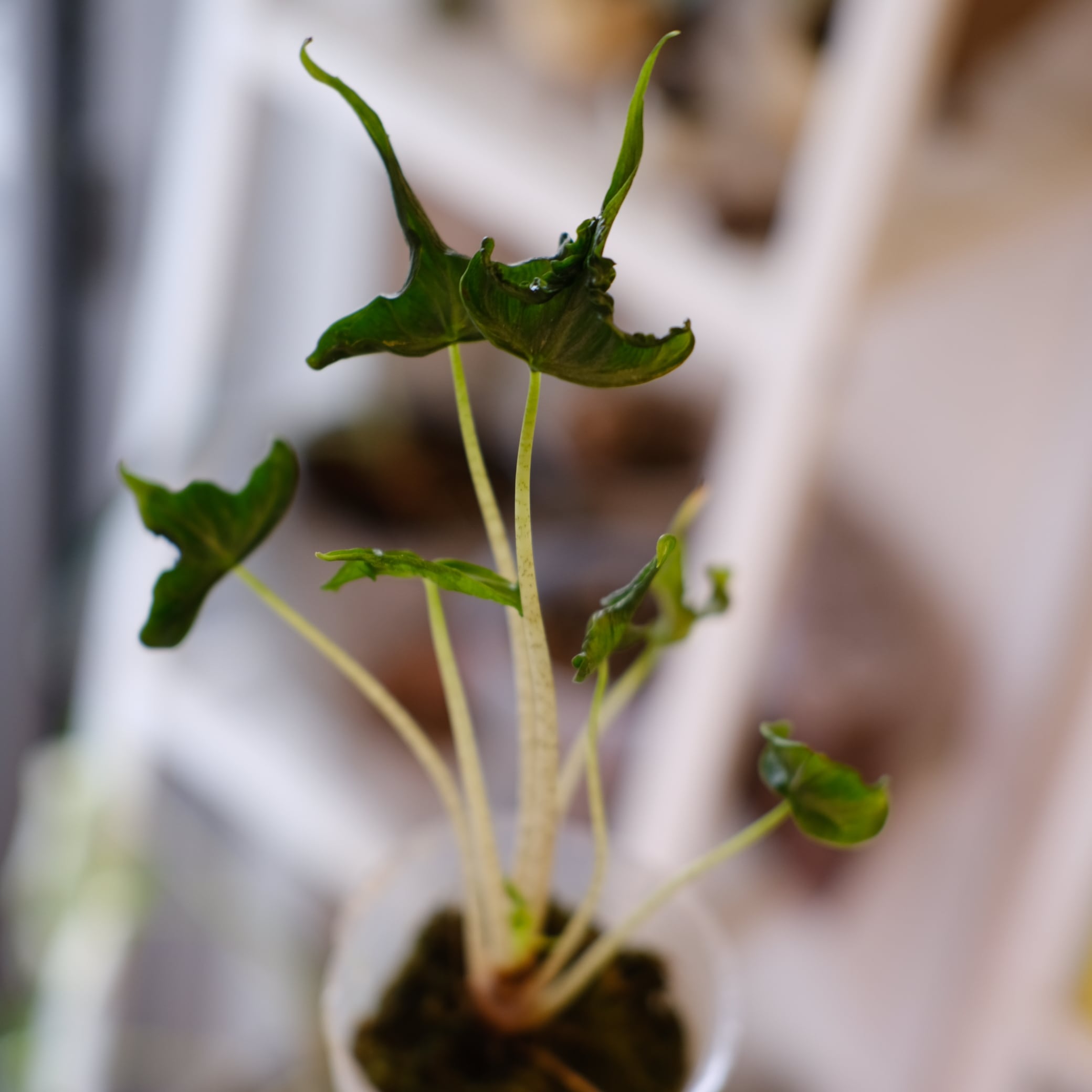 Alocasia 'Holy Grail'｜アロカシア・ホーリーグレイル②｜観葉植物