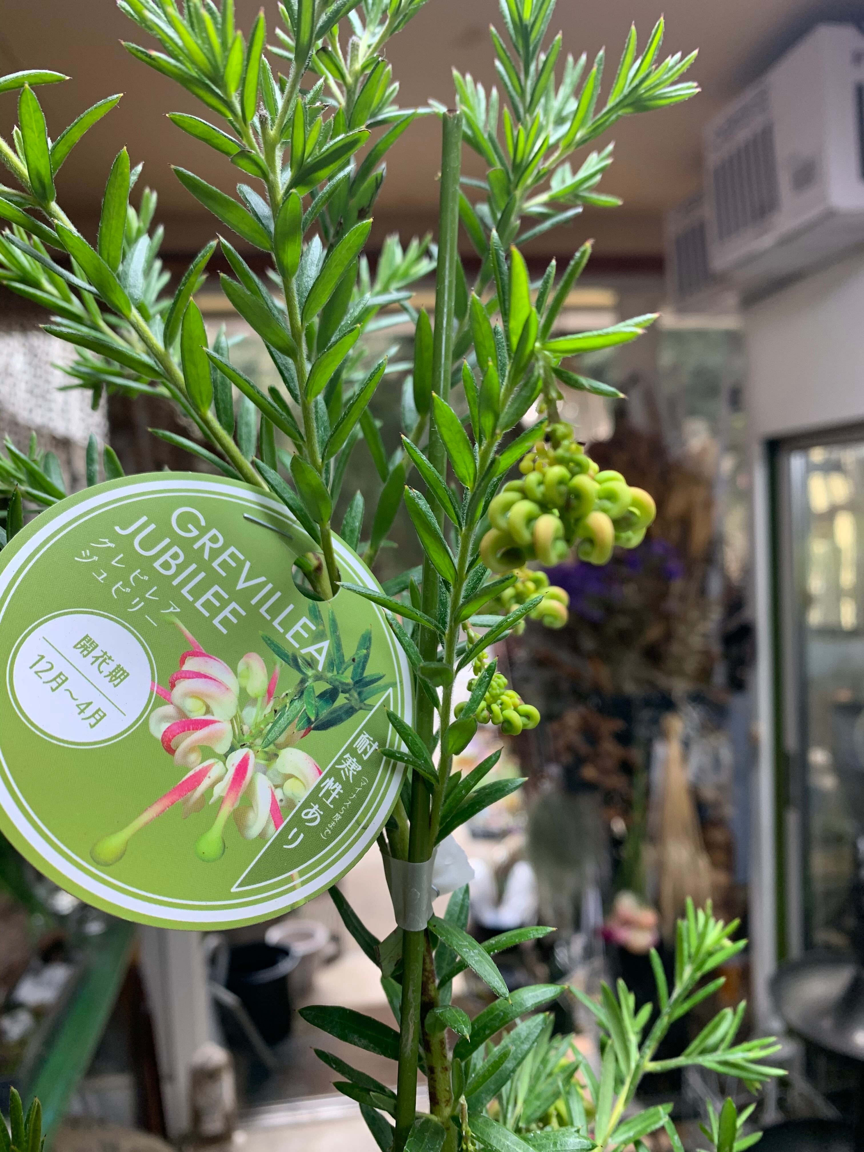 グレビレア ジュビリー 1 グレビレア ジュビリー | marcam