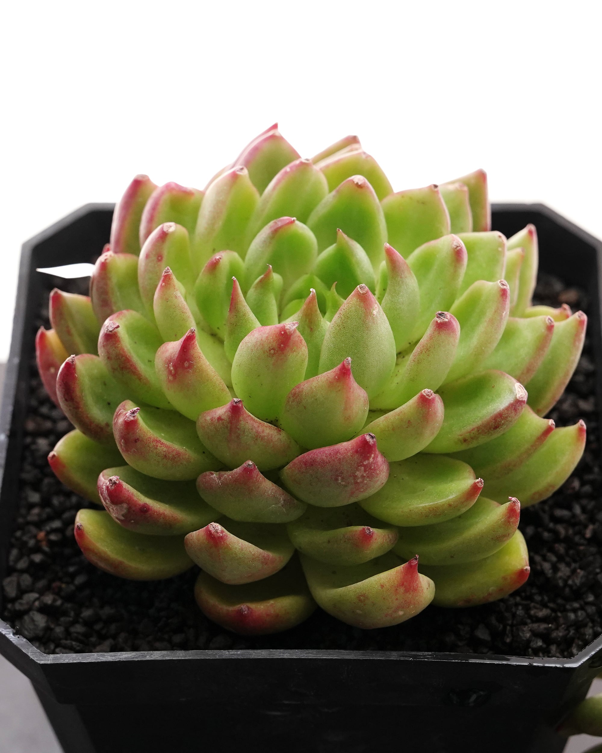 PREMIUM】 抜き苗 マーガレットレッピン錦 大株 Graptoveria