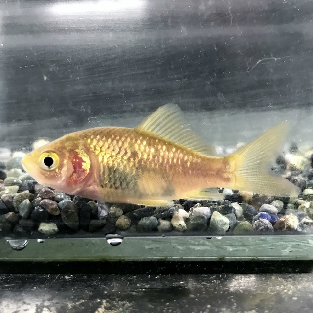 （淡水魚）銀河ブナ　（1匹）【生体】