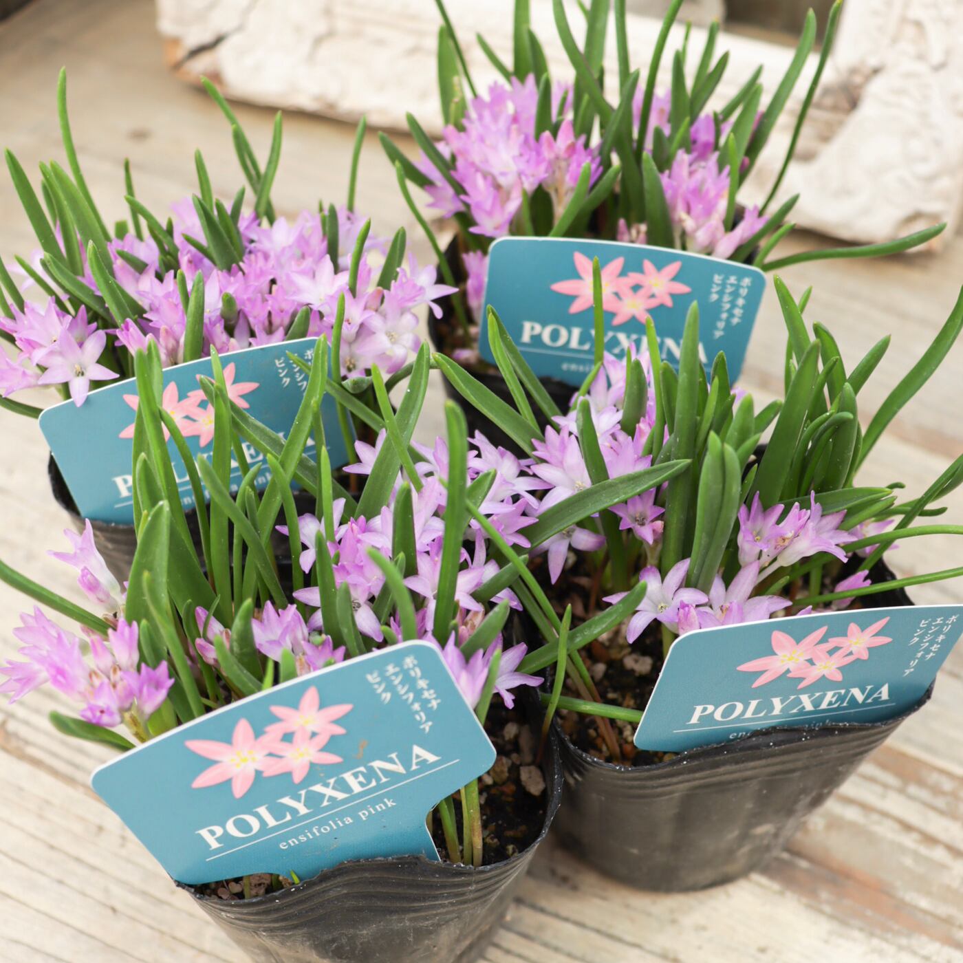 Green heartꕥオンラインショップ