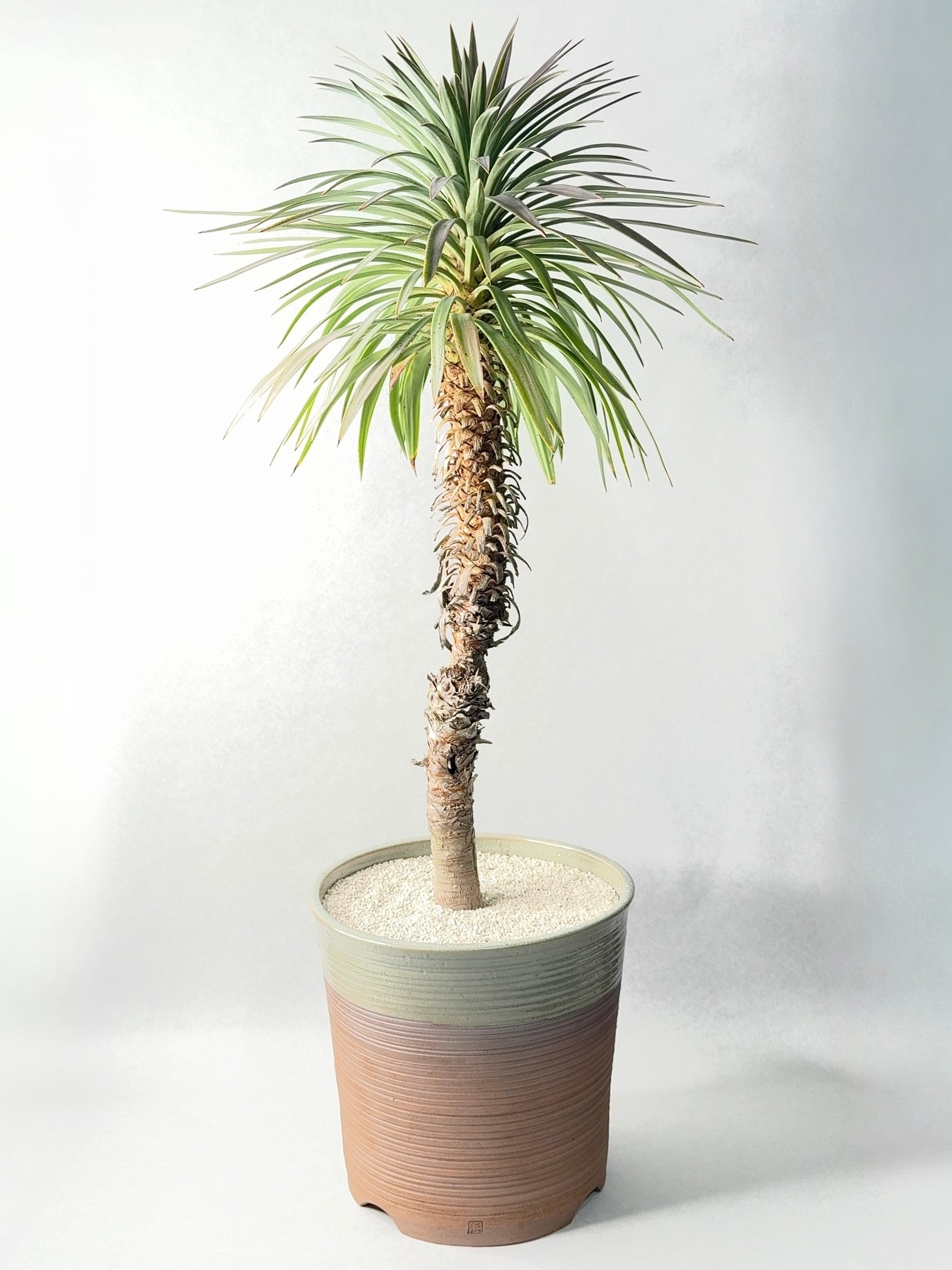 ユッカ・ディスメティアーナ