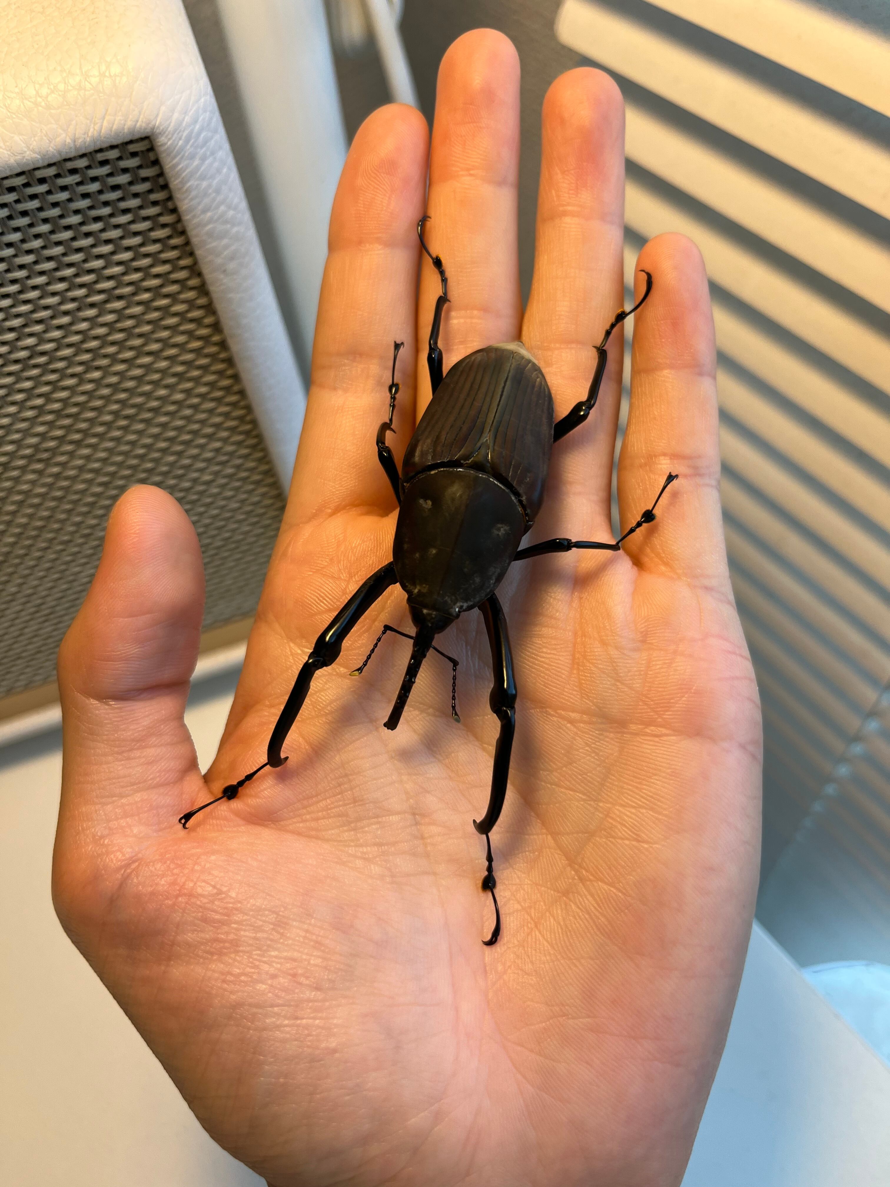 象虫最大種】タイショウオサゾウムシ 67mm カミキリ昆虫ゼリー標本甲虫