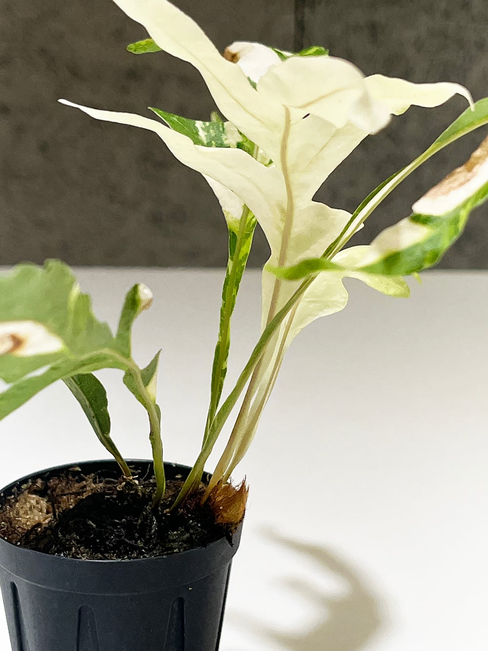 【鉢付き】ドリナリア　クエルシフォリア　斑入り② ドリナリア クエルシフォリア 斑入り 【Drynaria quercifolia