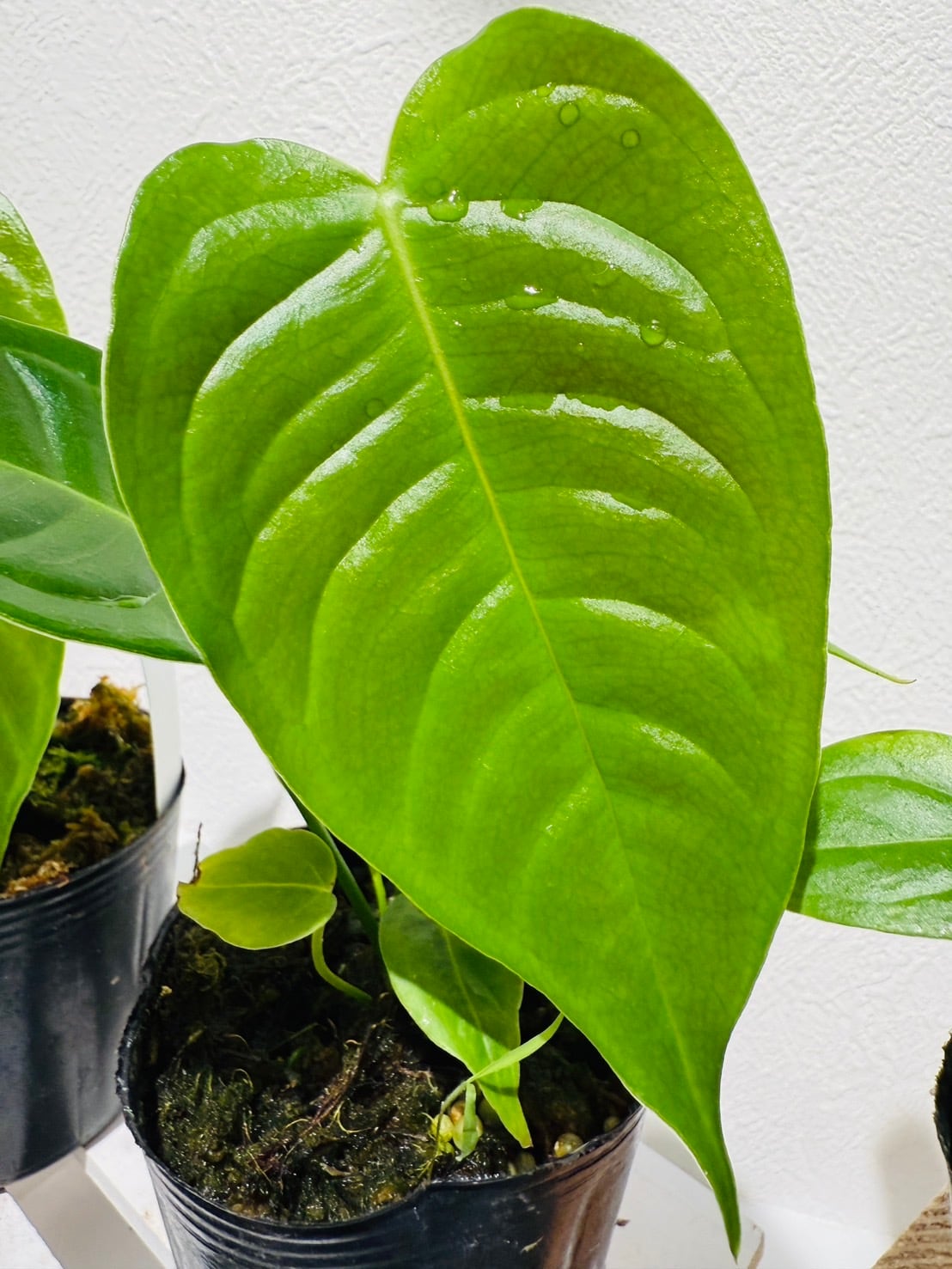 べイチ― アンスリウム Anthurium Veitchii 観葉植物 3.0号 希少 べイチ― アンスリウム Anthurium Veitchii 観葉植物 3.0号 希少