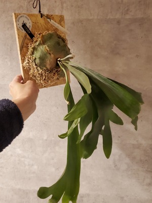 P.Hillii Spore #5  〈Yot #5〉【artPLANTs】ビカクシダ/Platycerium