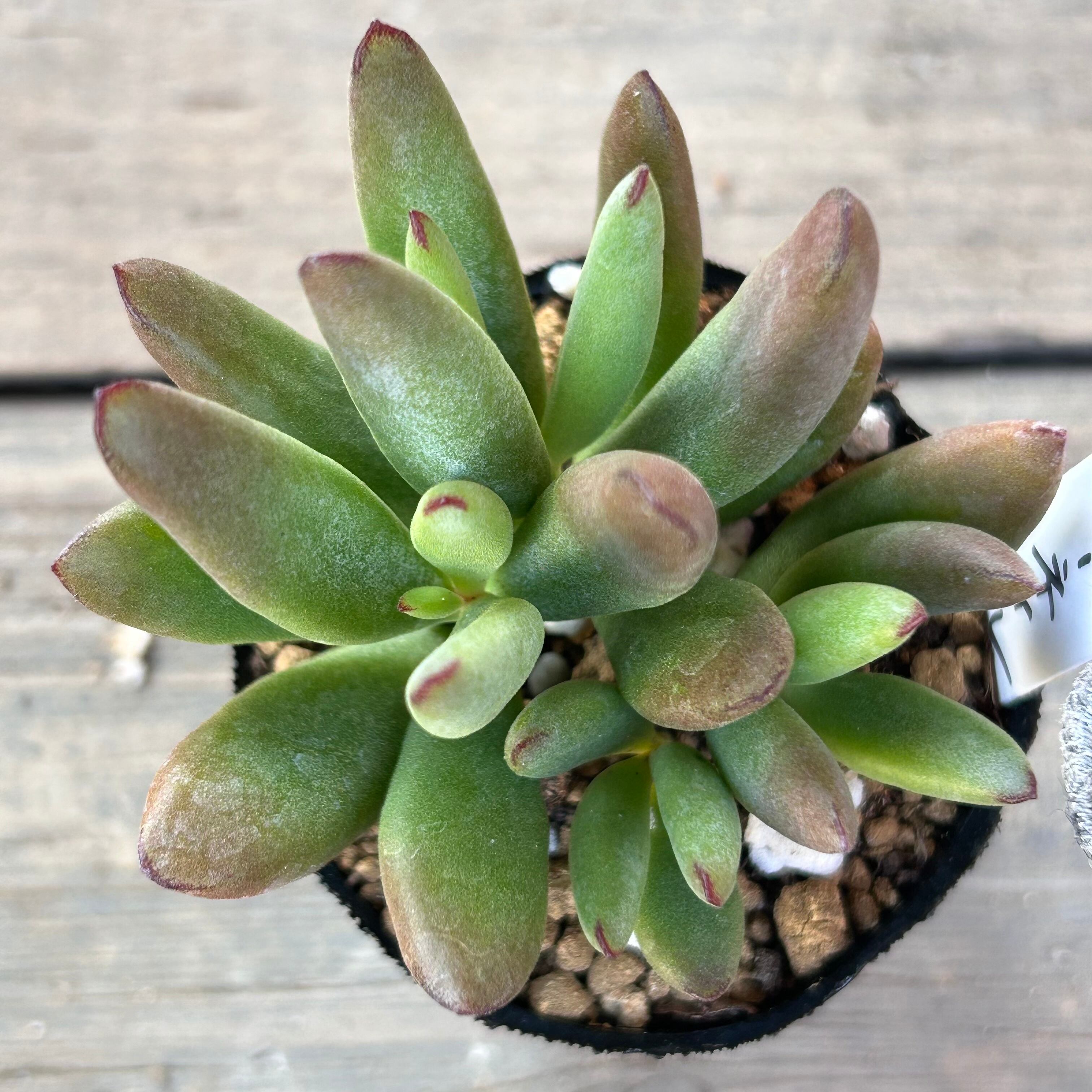 鹿児島K様ご注文 モンキーネイル | RuPo 多肉植物専門店 鹿児島K様ご注文 モンキーネイル | RuPo 多肉植物専門店