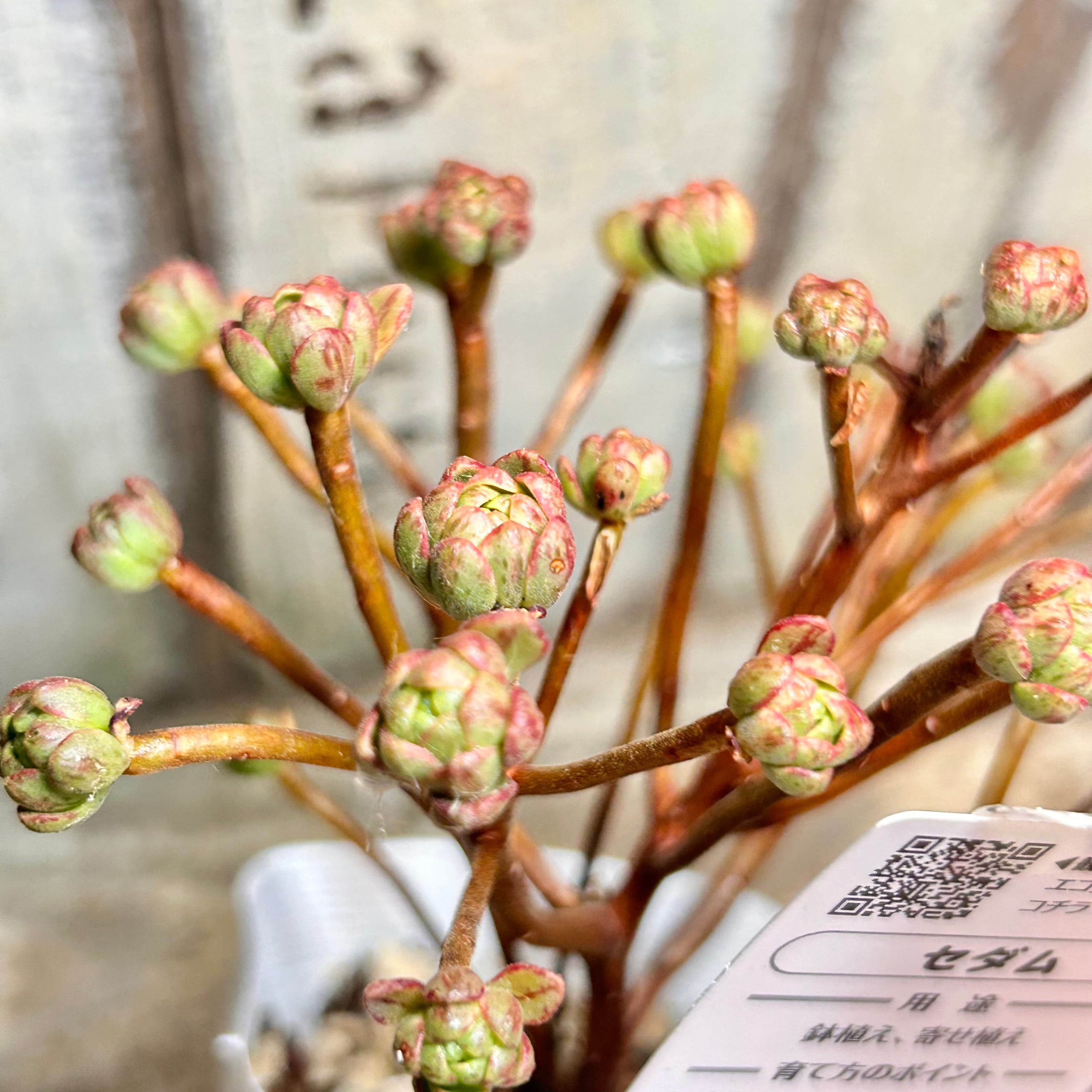アエオニウム | RuPo 多肉植物専門店