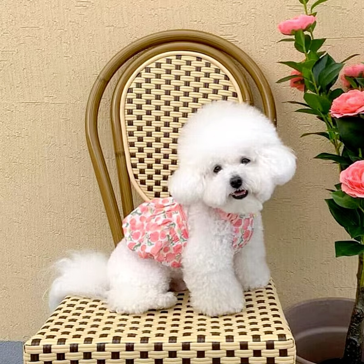 0245-2犬服ペット服夏服かわいいスカートお花飾ワンピース 　ドッグウェア