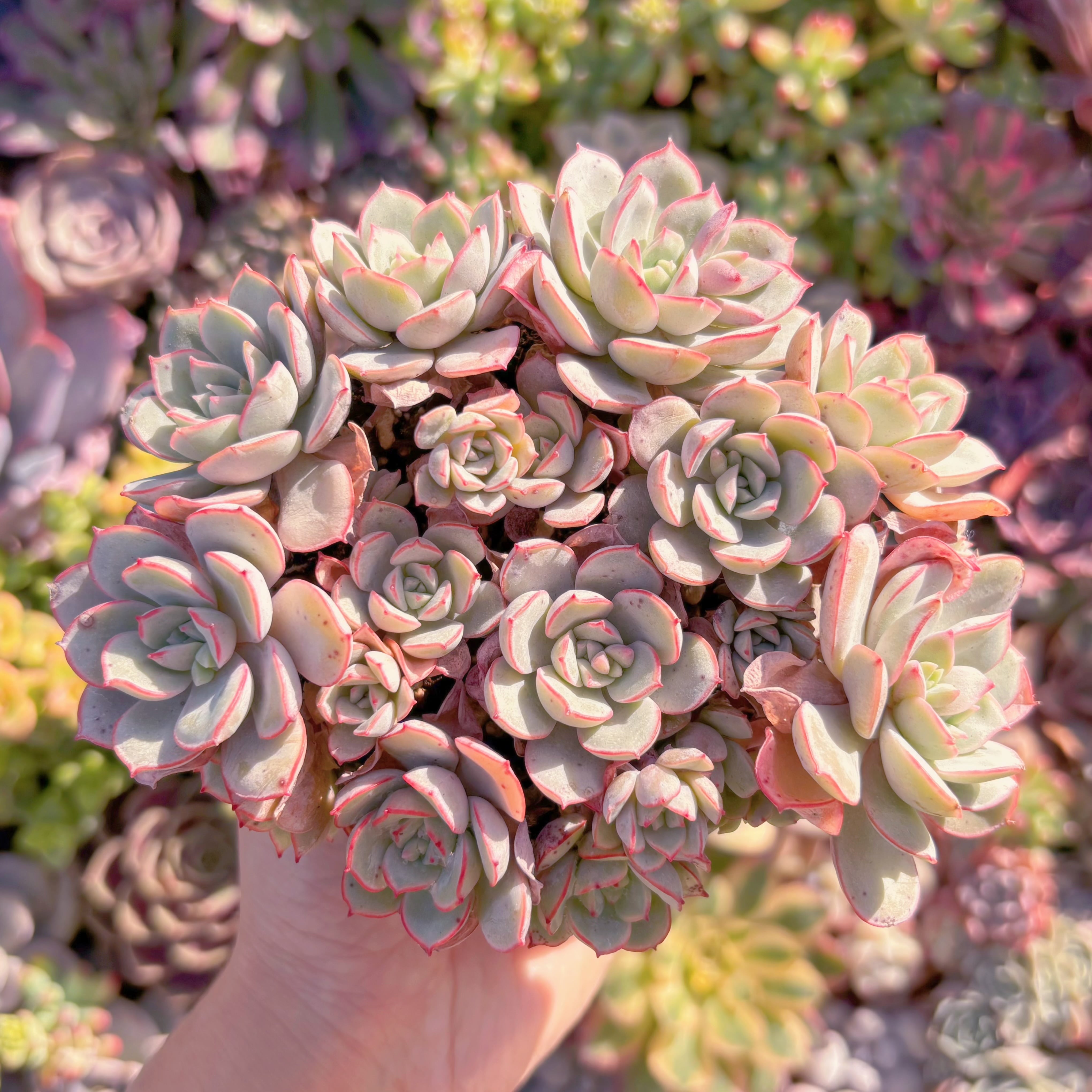 現品　ラウ026#M036　大群生　新入荷　るる農園