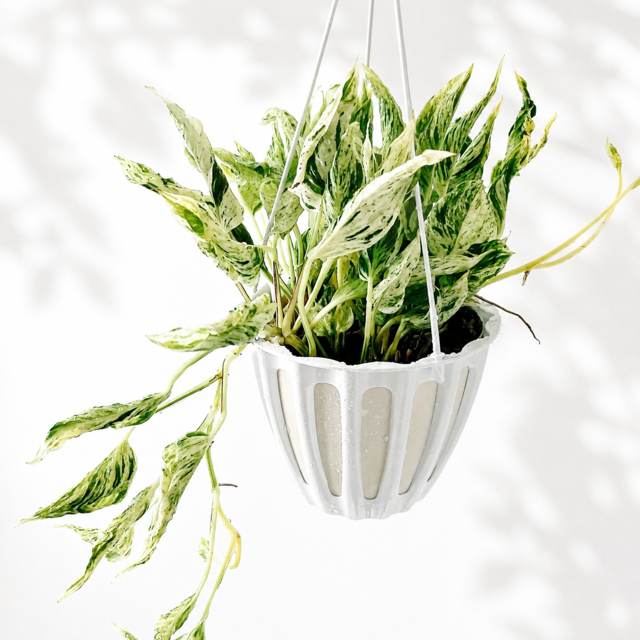 ポトス テルノラブソング 観葉植物 calm cafe
