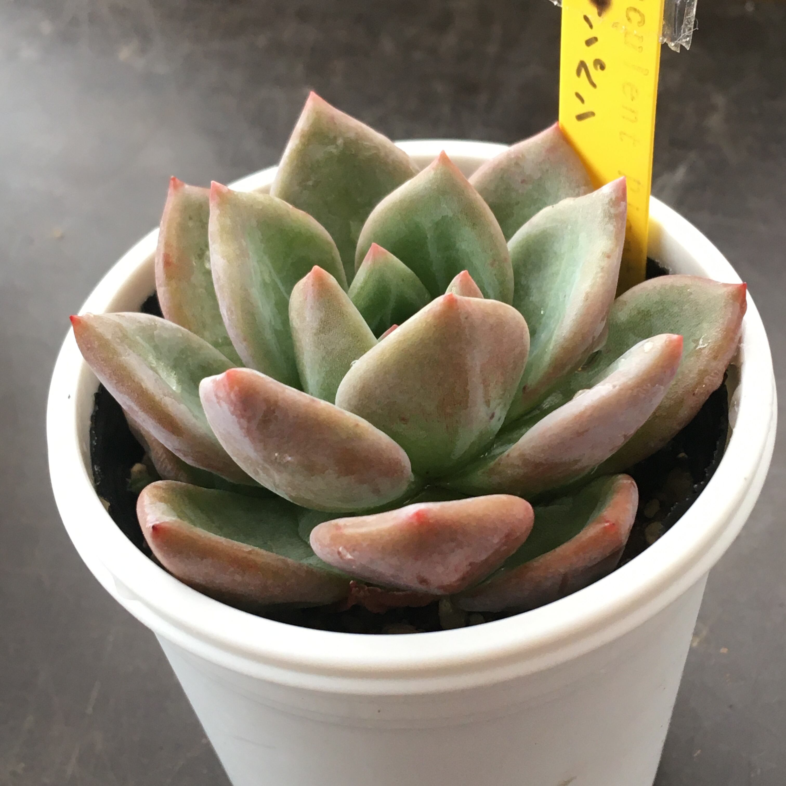 多肉植物 シャンペン 個凝固 Whirledpies Com 多肉植物 シャンペン 個凝固 Whirledpies Com