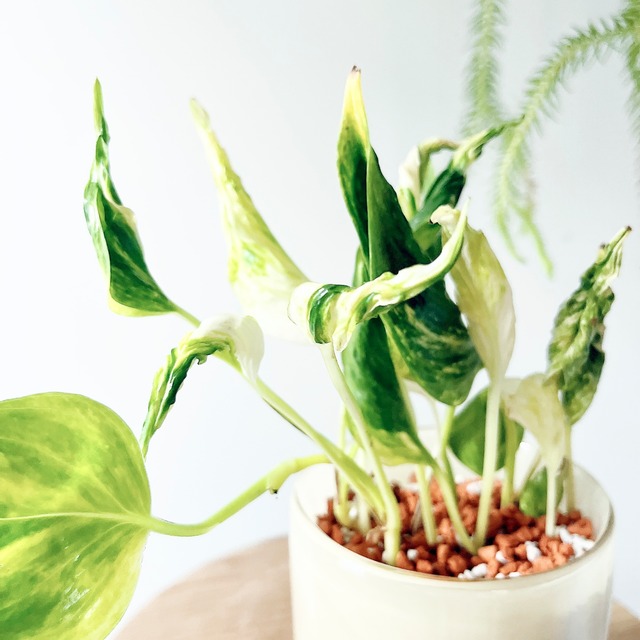 ポトス テルノサンシャイン×ガラスポット ソーサー付き✨