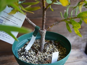 【現物】リューコスペルマム "スカーレットリボン" C