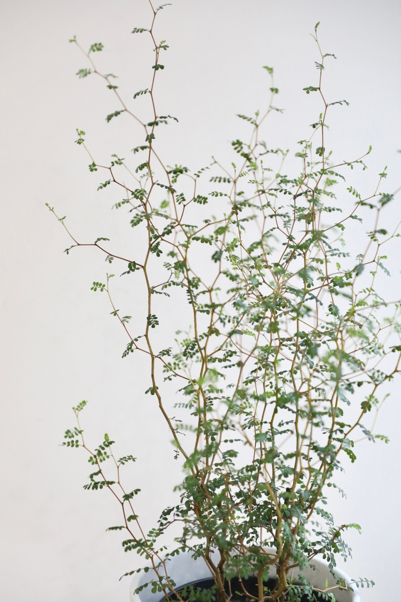 【M】ソフォラ リトルベイビー/Sophora prostrata Little Baby