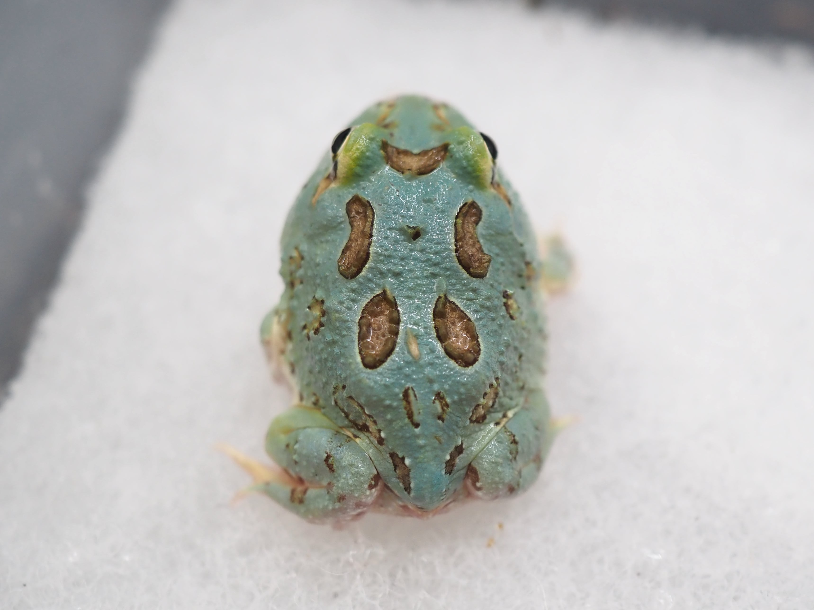 ①クランウェルツノガエル 