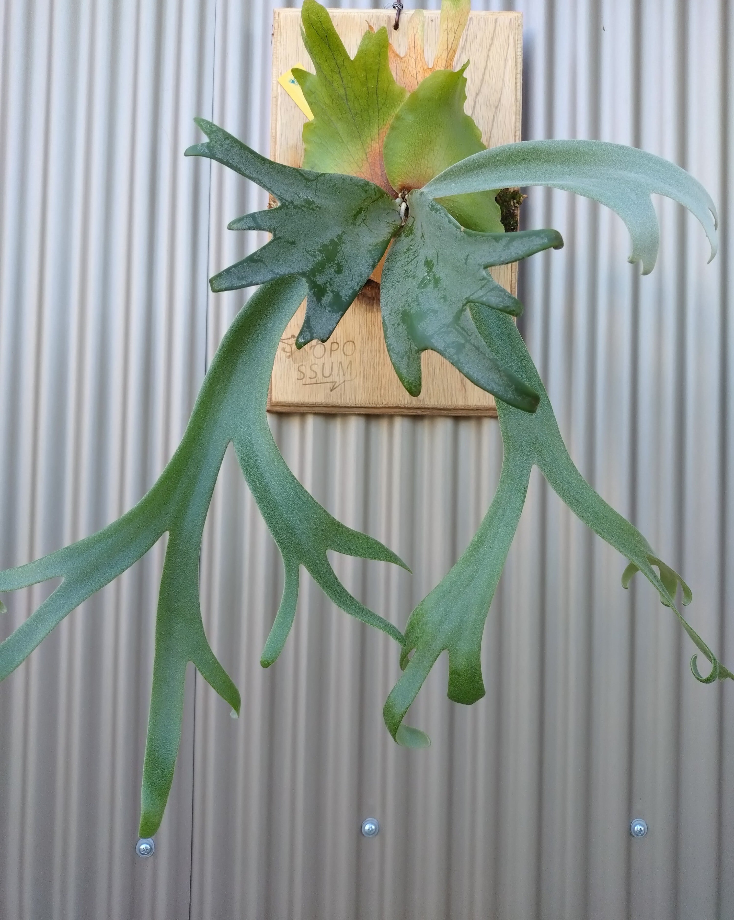 ビカクシダ リドレイ ドワーフ 6個セット 胞子培養株 コウモリラン