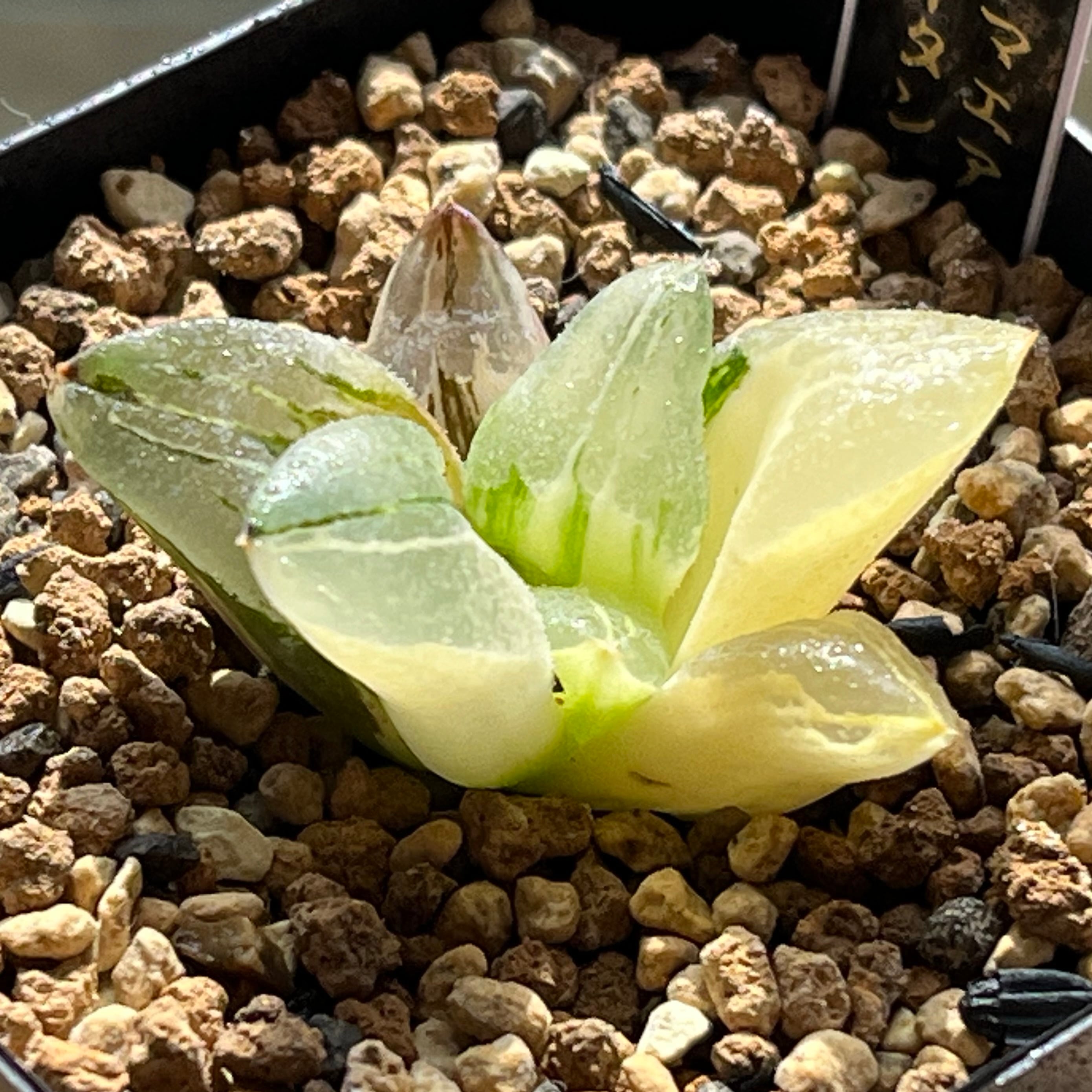 ハオルチア ピグマエアミュータント錦 | mocono_plants