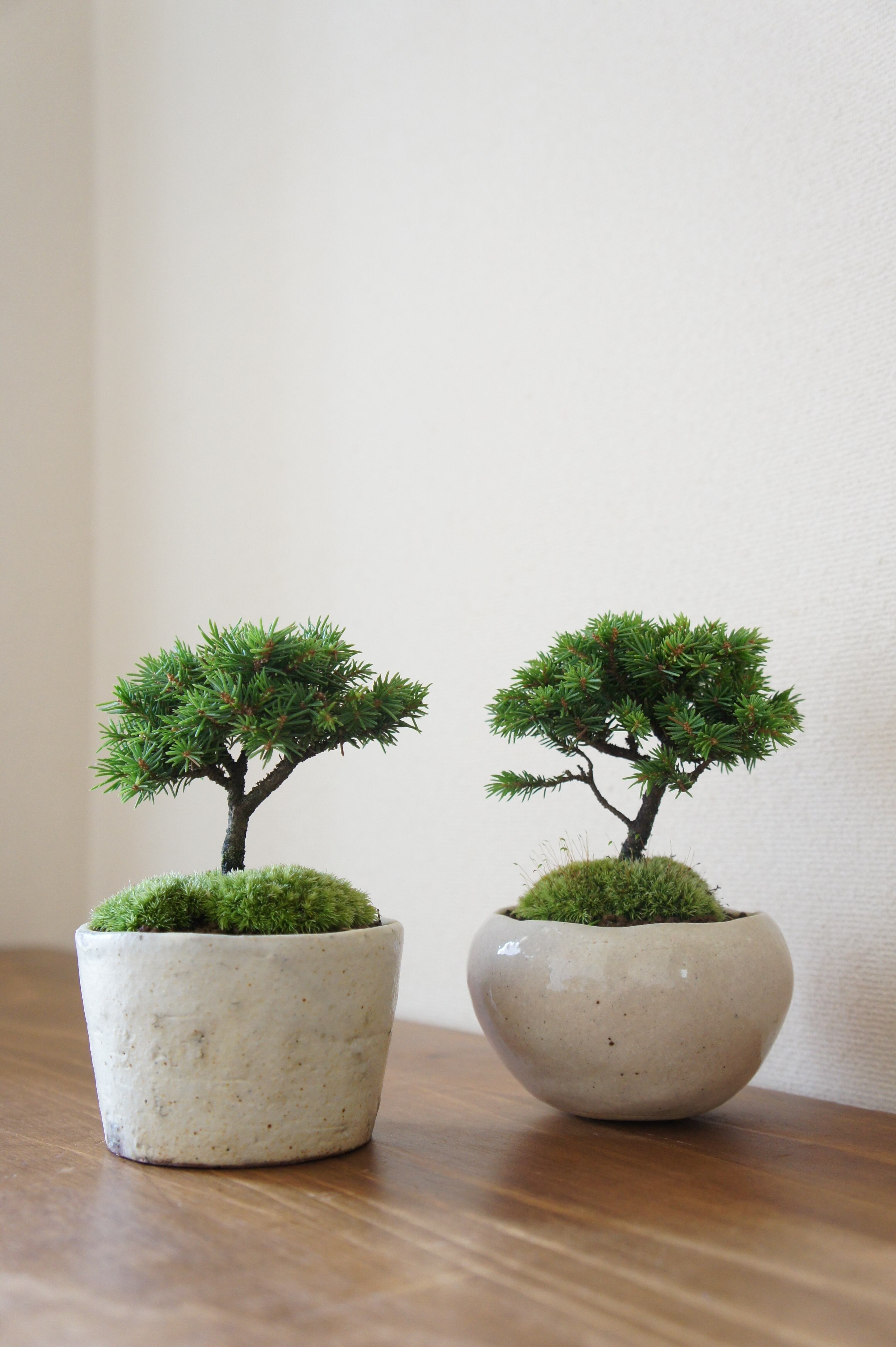 多幹盆栽 白い鉢山ツツジ株がかなりいい感じですオススメです 多幹盆栽 白い鉢山ツツジ株がかなりいい感じですオススメです 多幹盆栽