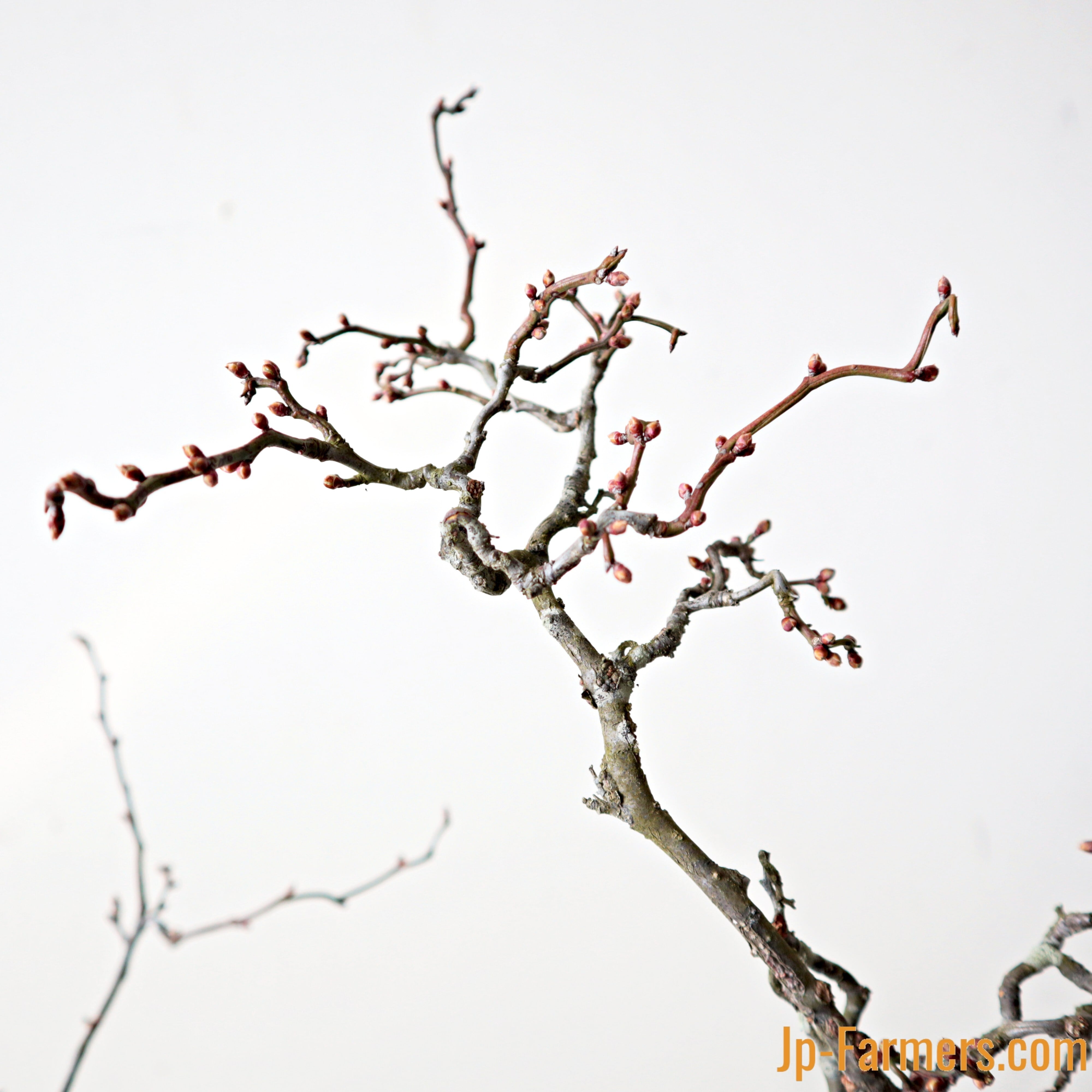 数に限りあり！！ ”運気上昇”の樹を飾ろう 丸福清花園のウンリュウバイ