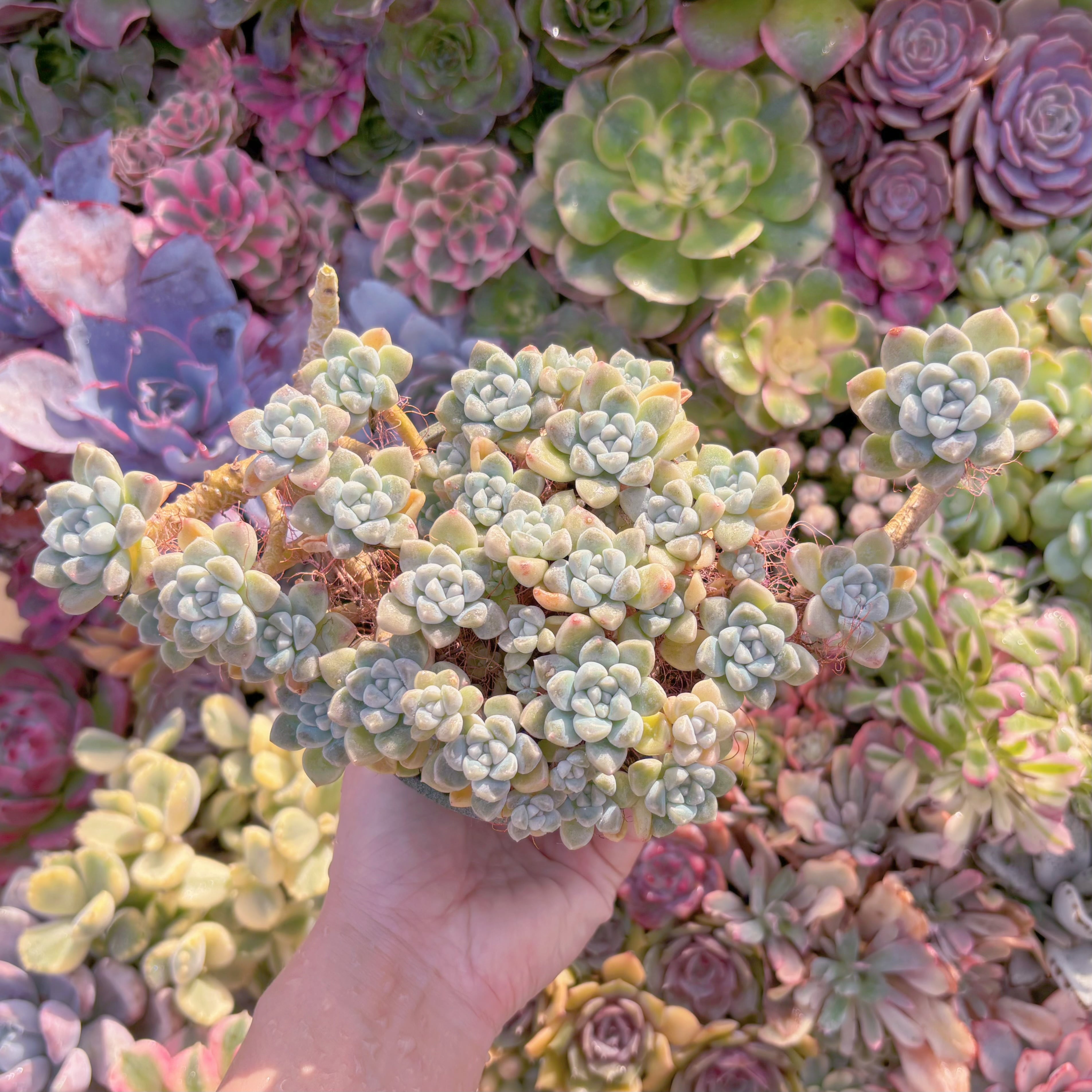 現品　新品種　蒼珠（そうしゅ）#666　大群生　新入荷　るる農園