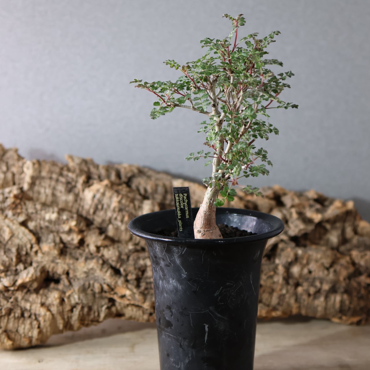 307 この幹、ただ者じゃない『トックリキワタ』観葉植物 【送料無料