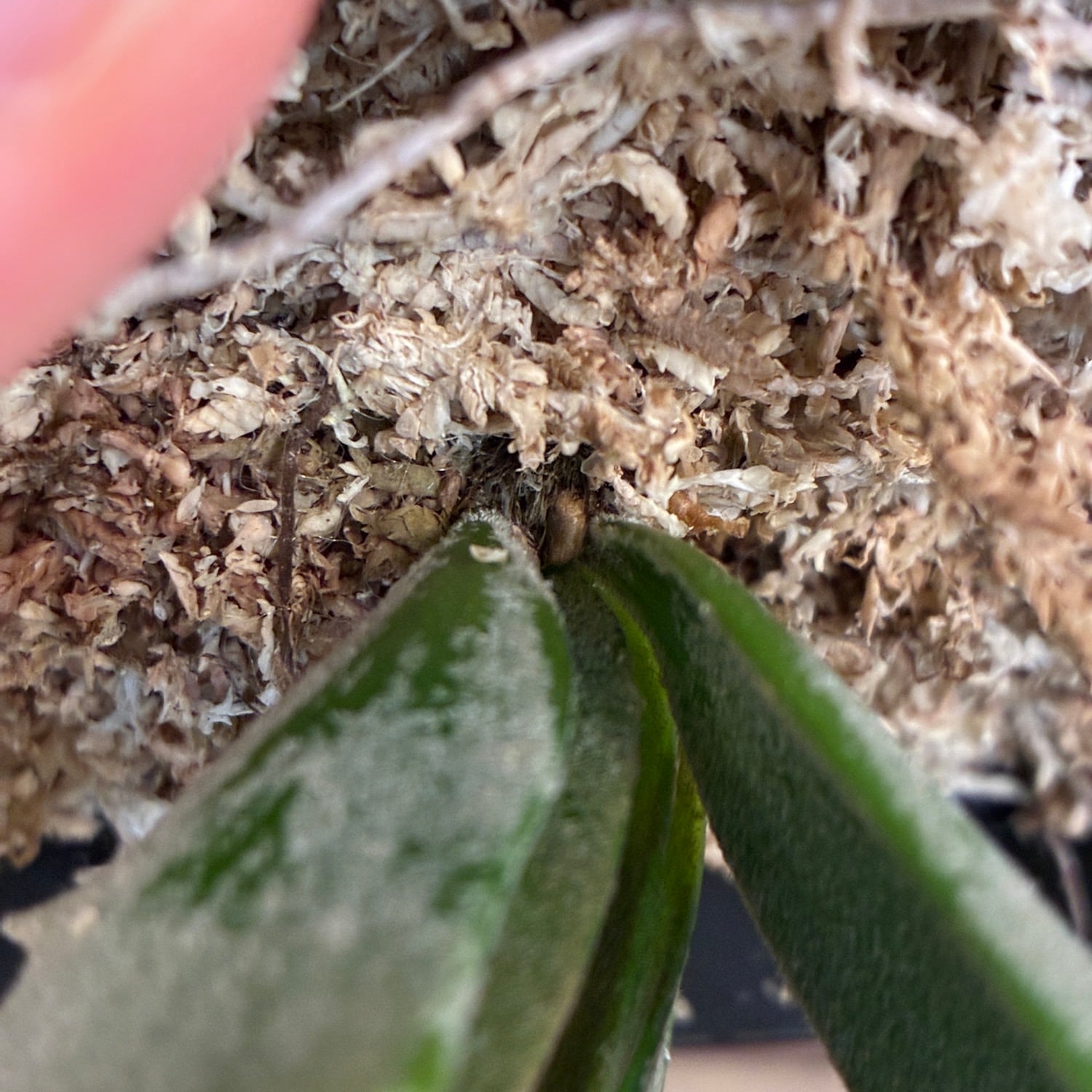 UJ】ビカクシダ P. willinckii 'Golden Boy' Spore【251】 | PROTOLEAF