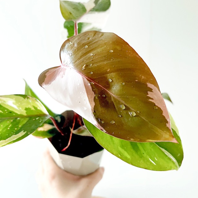 フィロデンドロン ピンクプリンセス 観葉植物 calm cafe