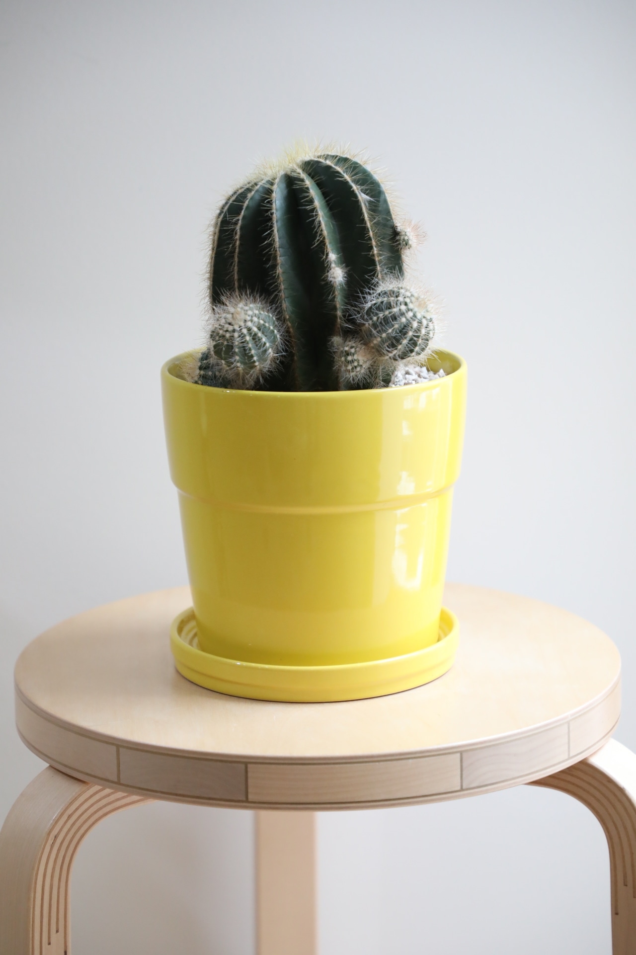 【M】英冠丸/Eriocactus magnificus