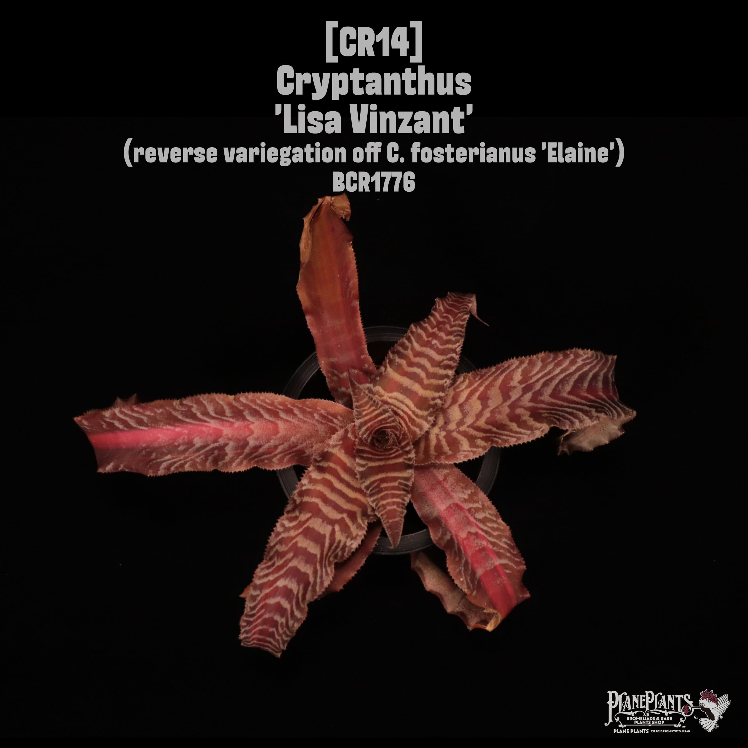 【送料無料】Cryptanthus 'Lisa Vinzant'〔クリプタンサス〕現品発送CR14
