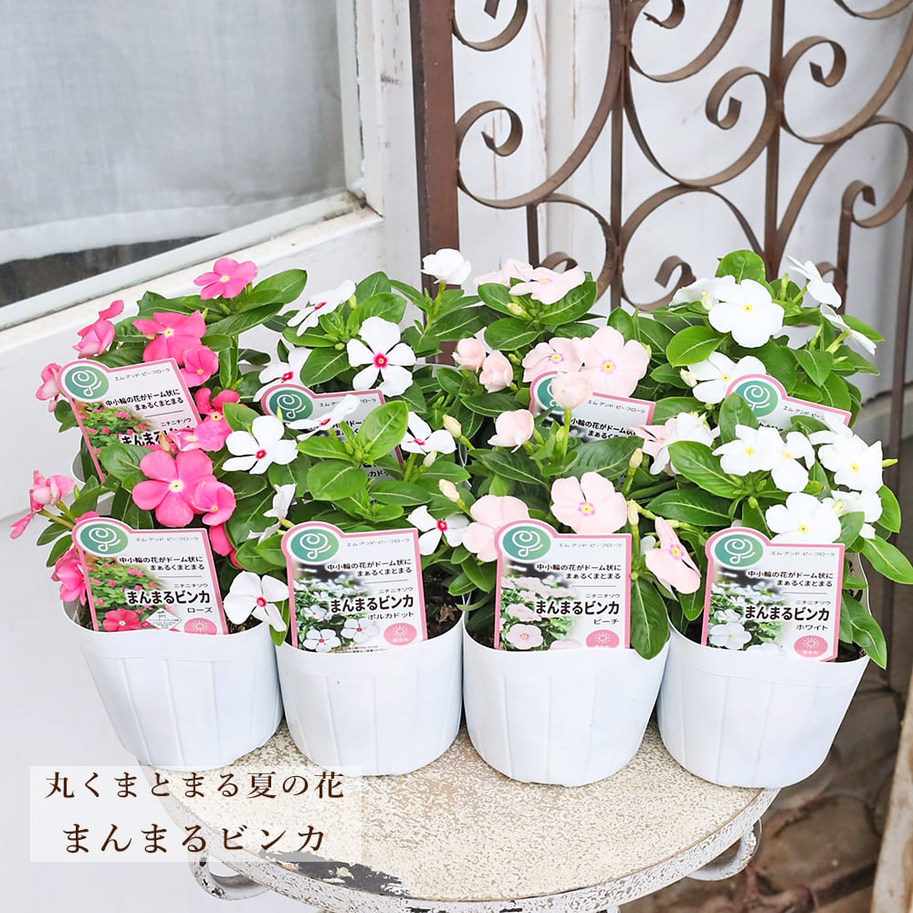 アジサイ マジカルチョコレート○4号 希少 良苗 紫陽花 マジカル