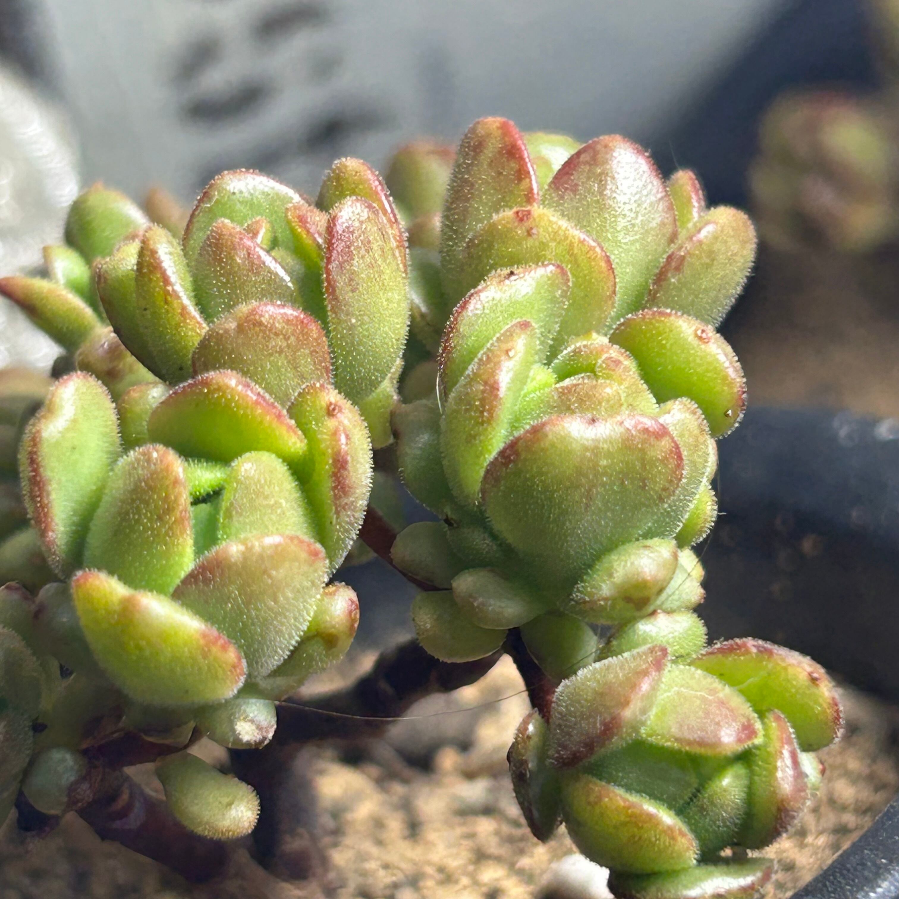 アーノルディ 多肉植物 アエオニウム アーノルディ(アエオニウム) | RuPo 多肉植物専門店