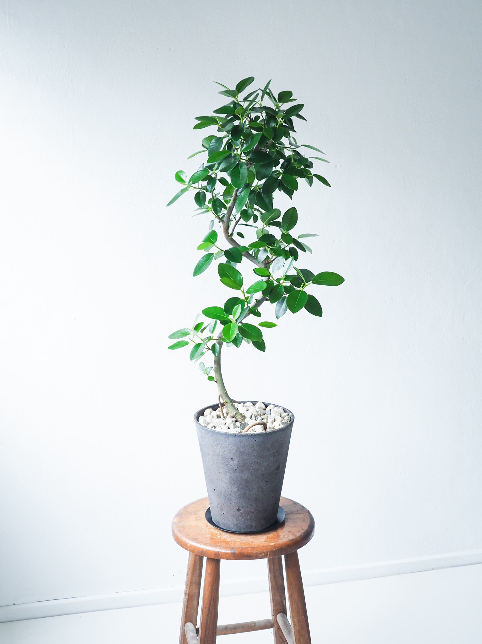 フィカス /スマートインテリア:フランスゴムの木 オシャレなフランス