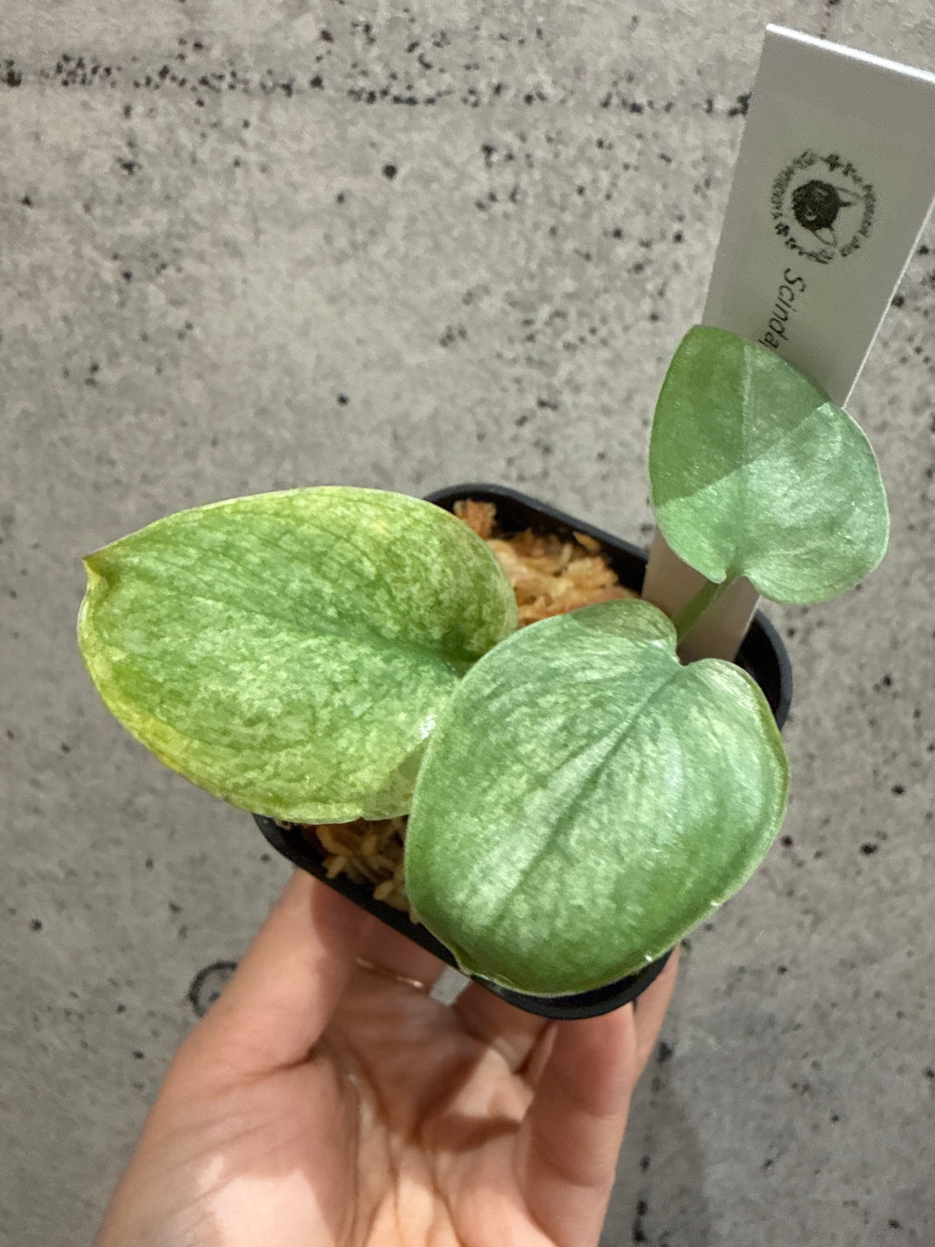 観葉植物 | MIDORIYA 観葉植物専門店