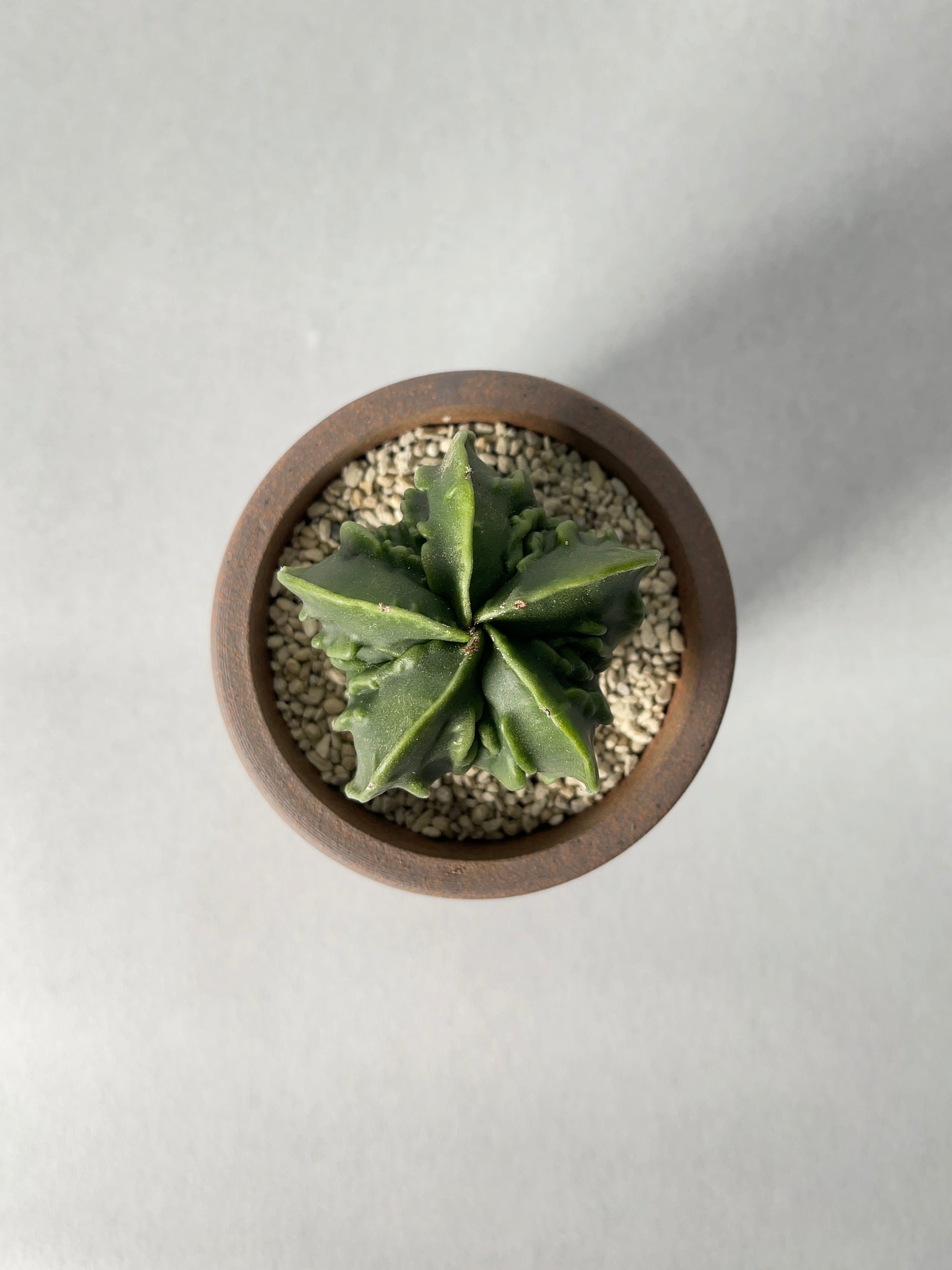 アストロフィツム・複隆鸞鳳玉 | trigger