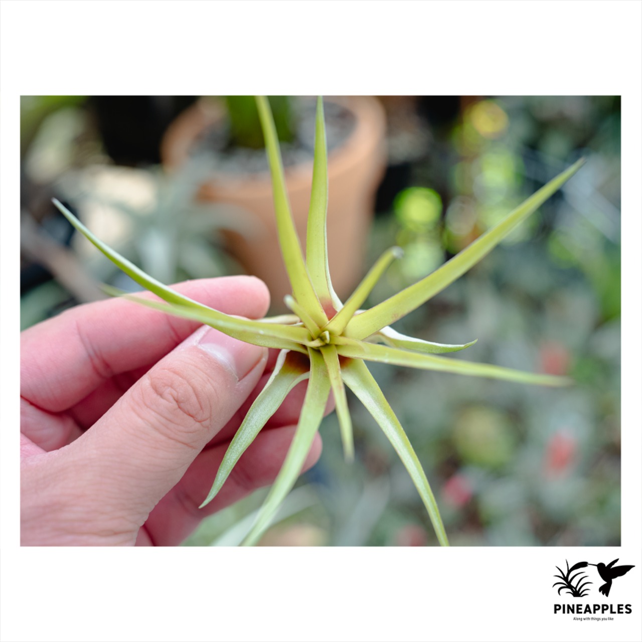 Tillandsia kegeliana (Brazil Clone) T'S TROPICALS - 2