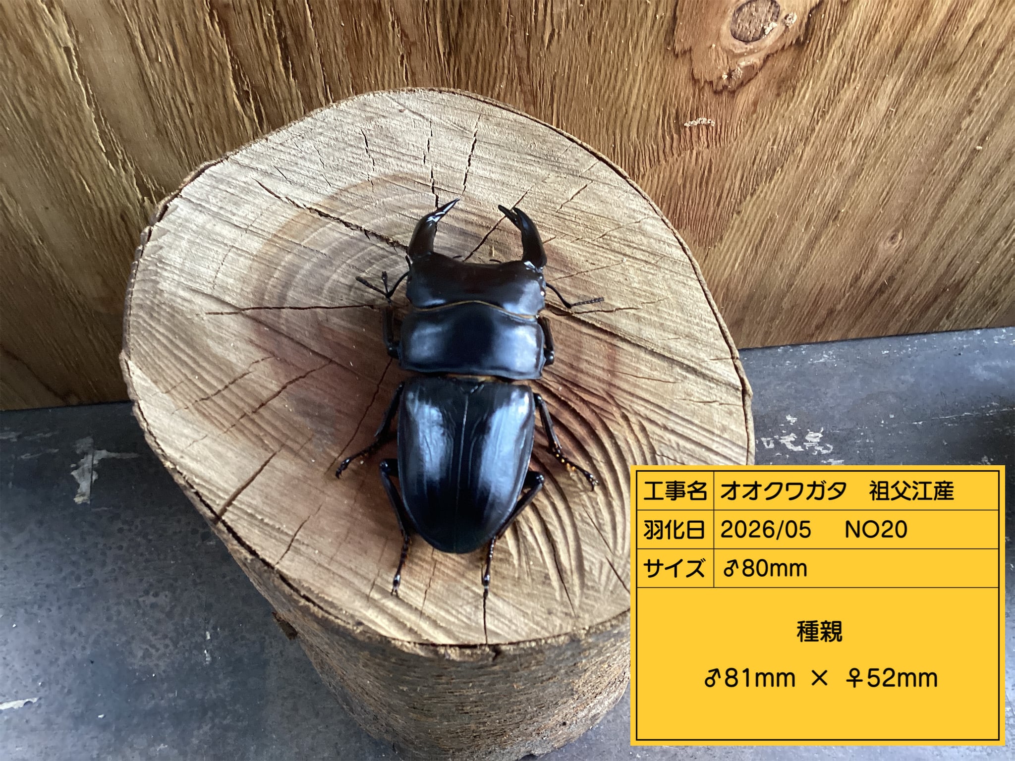 国産クワガタ ドルクス専門店