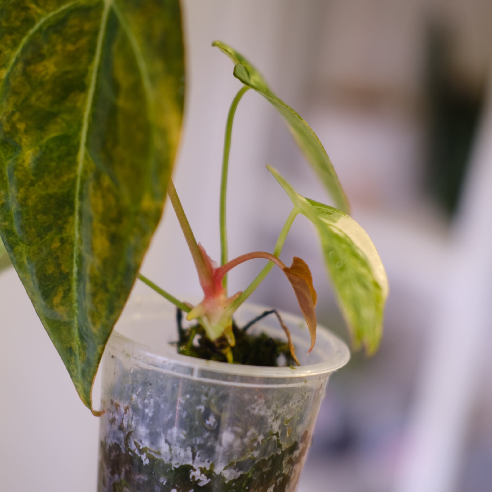 Anthurium papillilaminum var. “Australia version” × Anthurium 'Red Anthurium papillilaminum var. “Australia version” × Anthurium 'Red