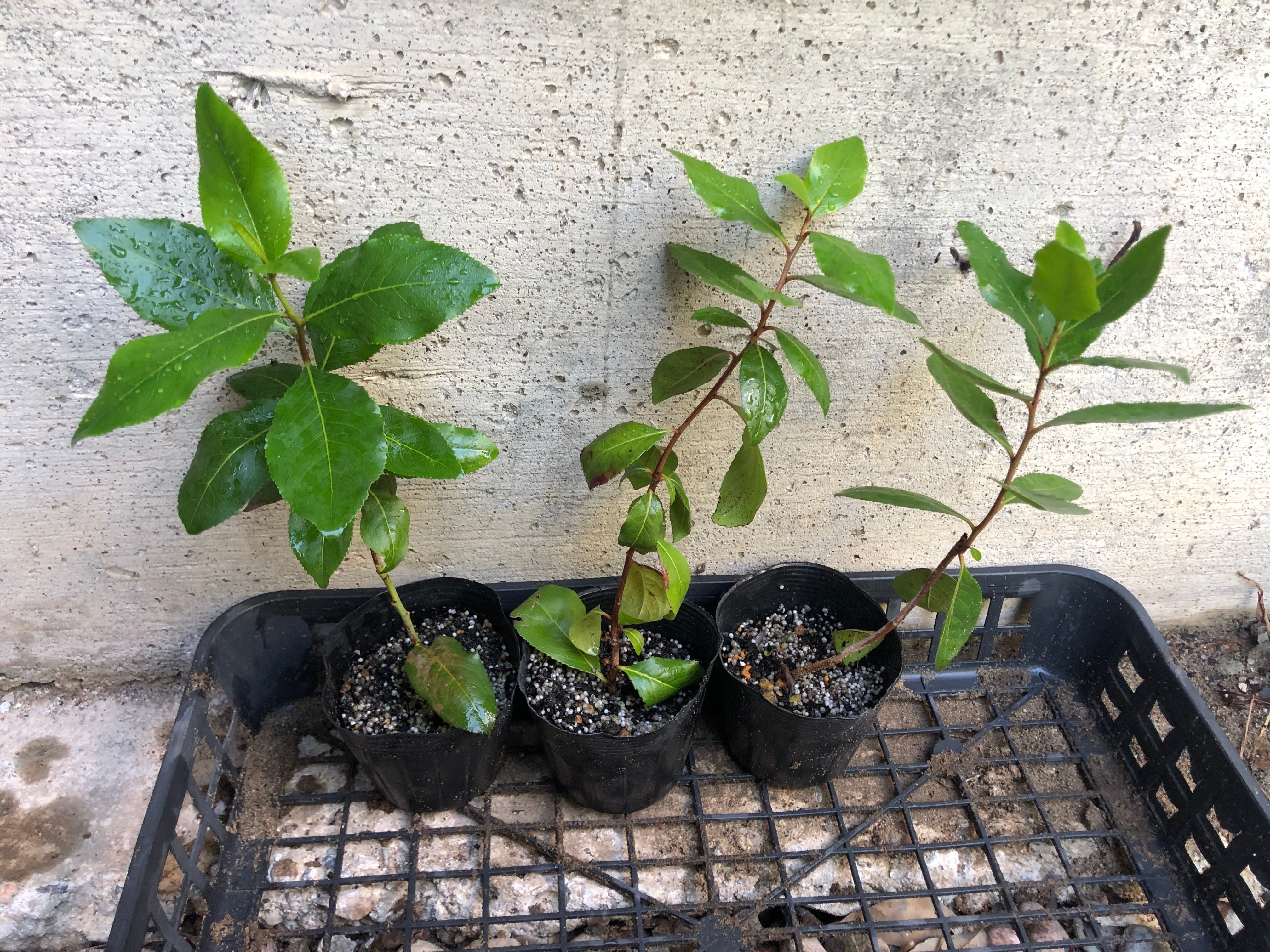 わけあチビ苗 I 赤？黒？ 抜き苗 カート苗25-30cm | ADAPTO-SEEDS ONLINE