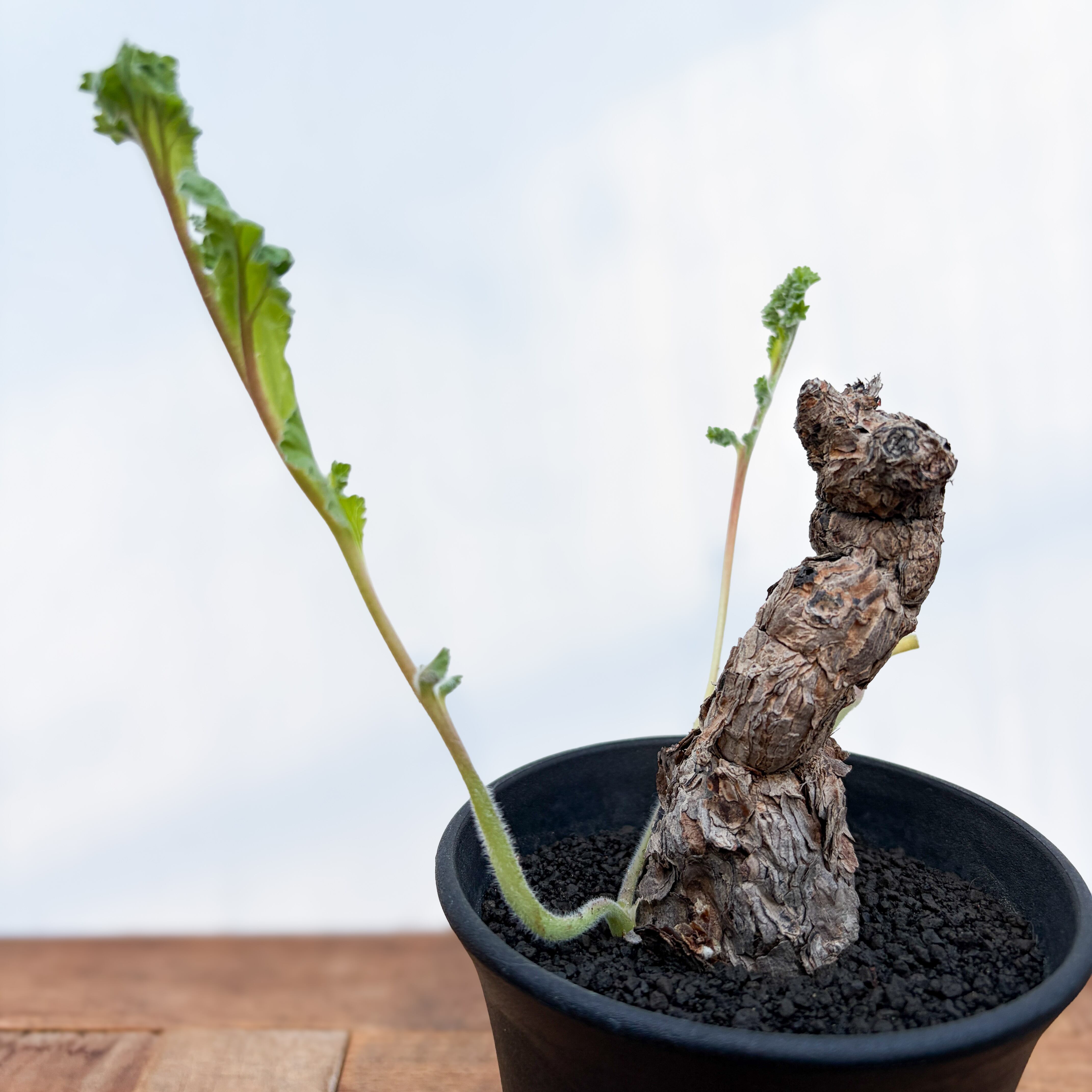 ペラルゴニウム　ロバツム　現地球　発根済み　現27 Pelargonium Lobatum【ペラルゴニウム・ロバツム】 | RIMO'S GREEN